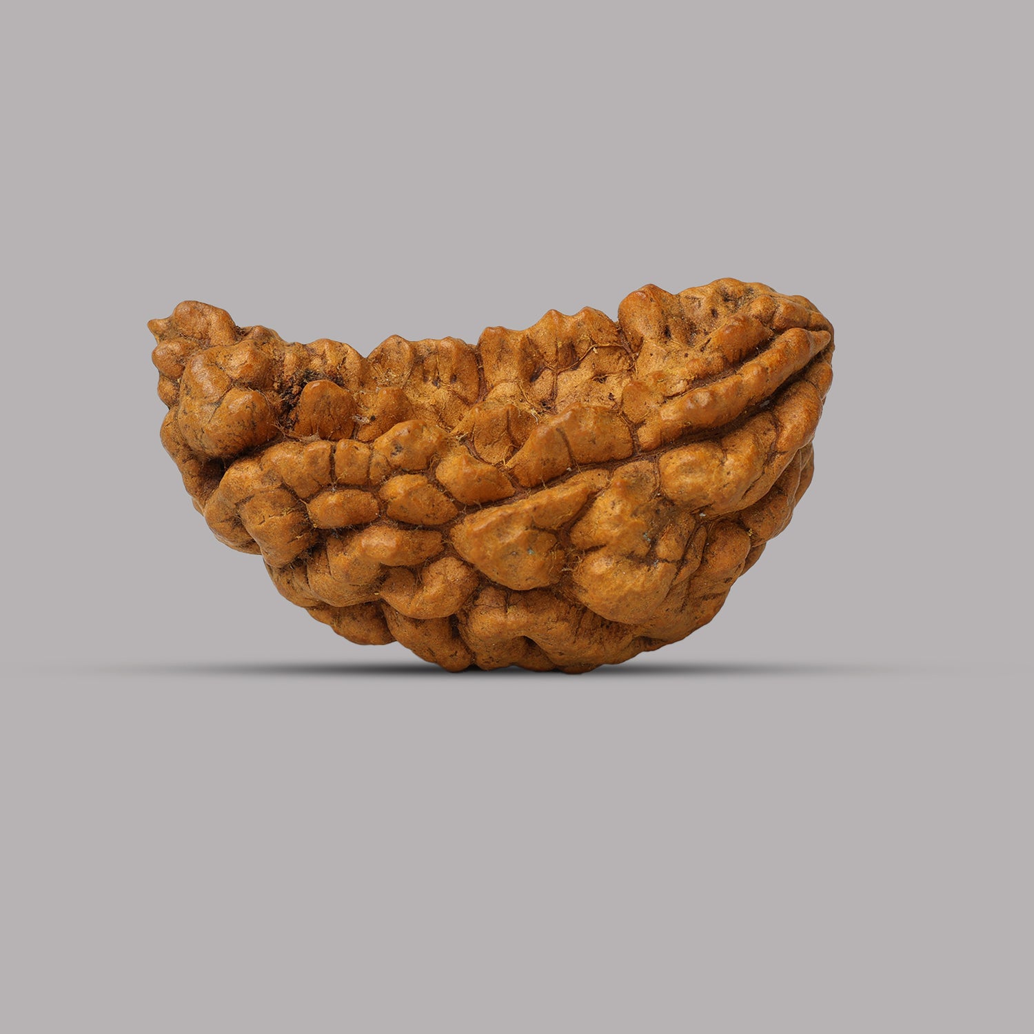 1 Mukhi Rudraksha 3.80