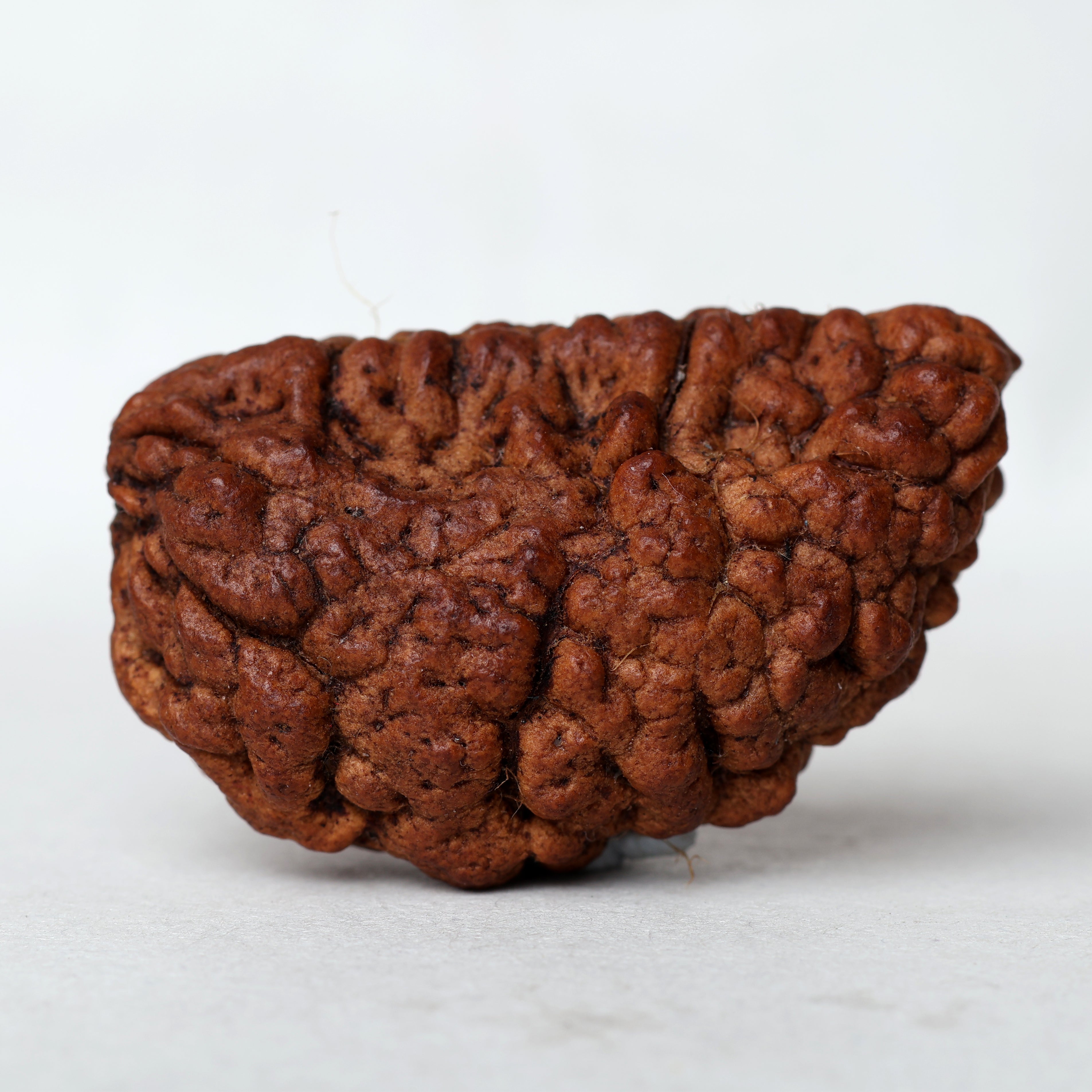 1 Mukhi Rudraksha