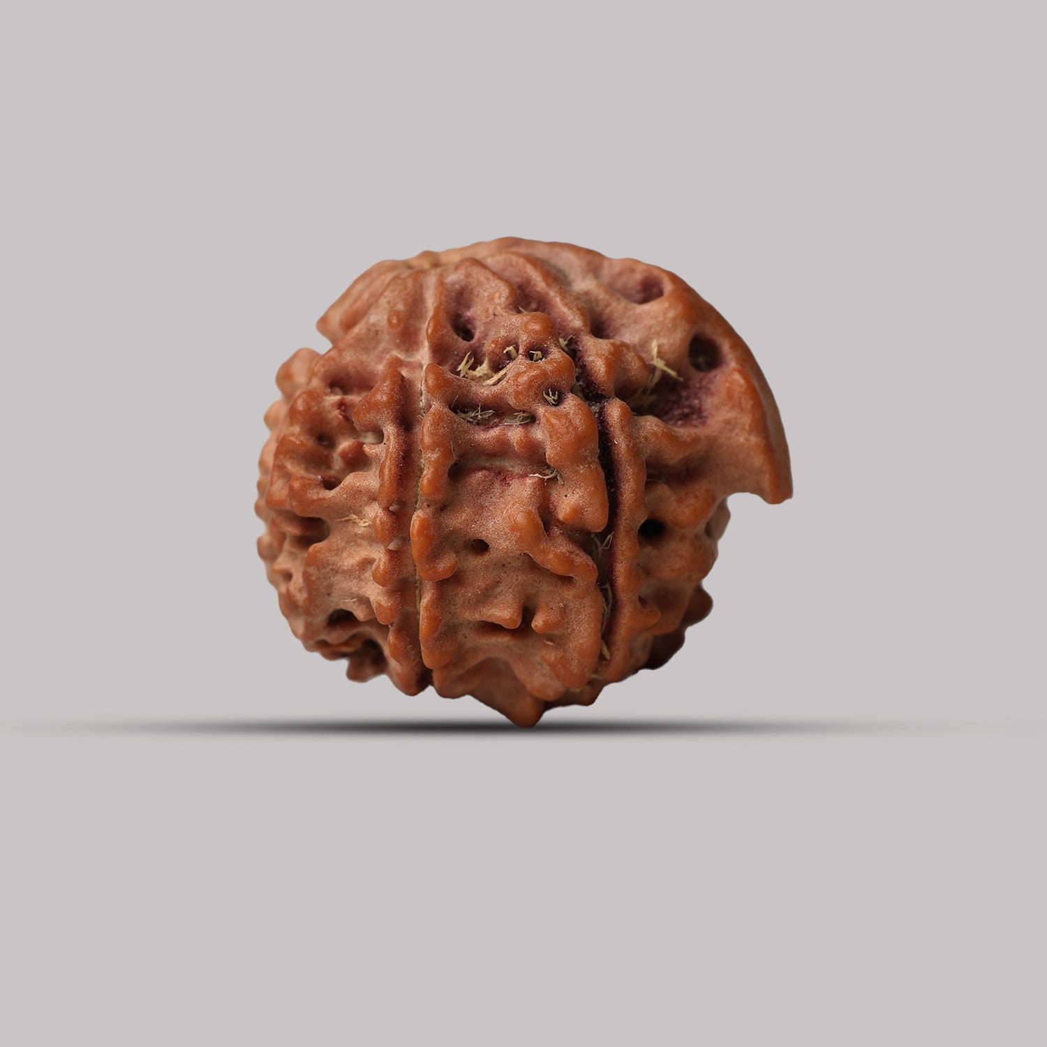 7 Mukhi Rudraksha