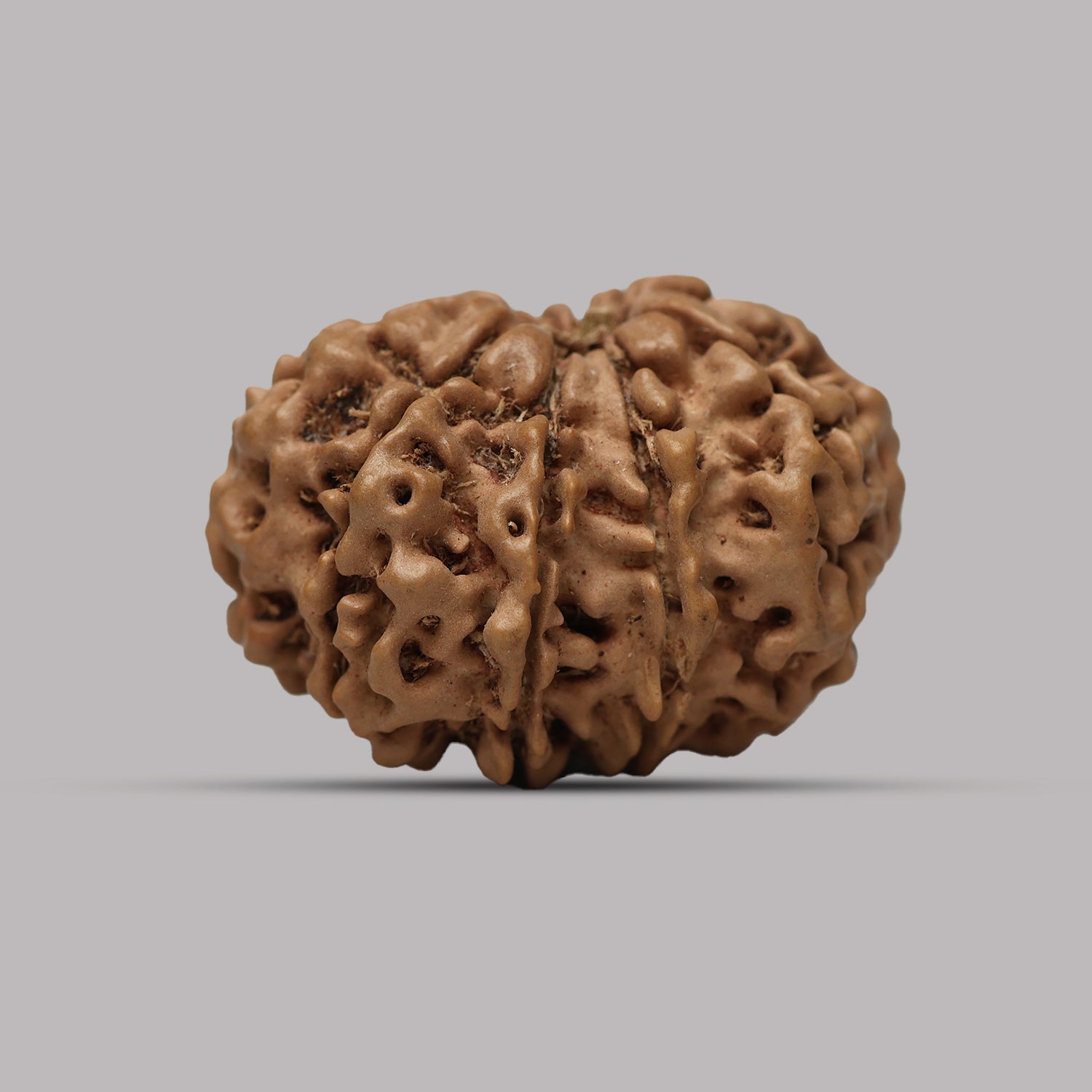 10 Mukhi Rudraksha