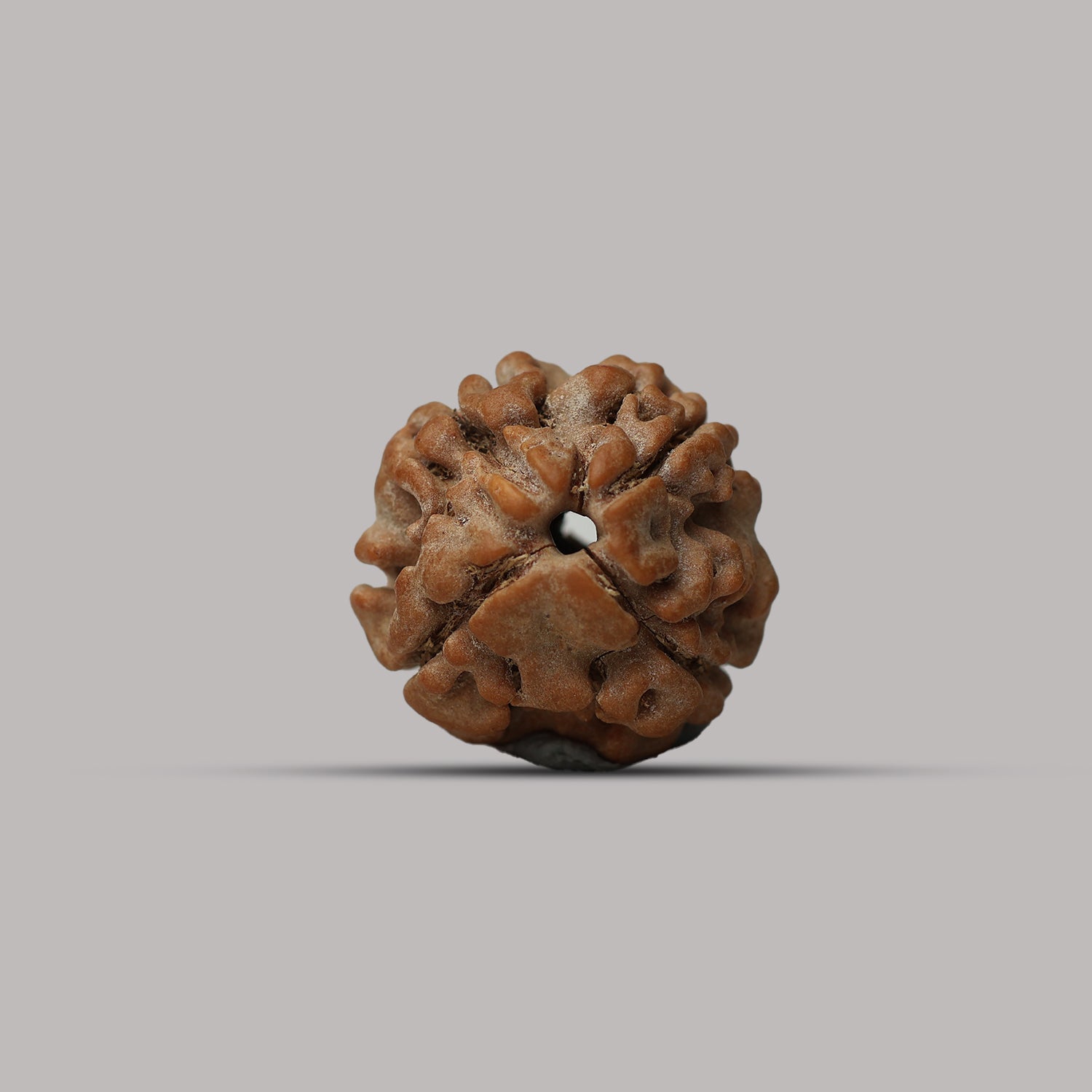 4 Mukhi Rudraksha