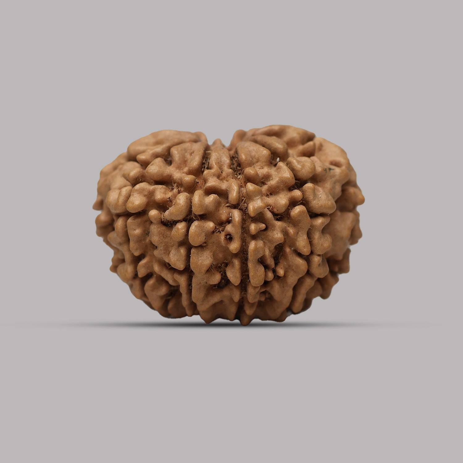 10 Mukhi Rudraksha