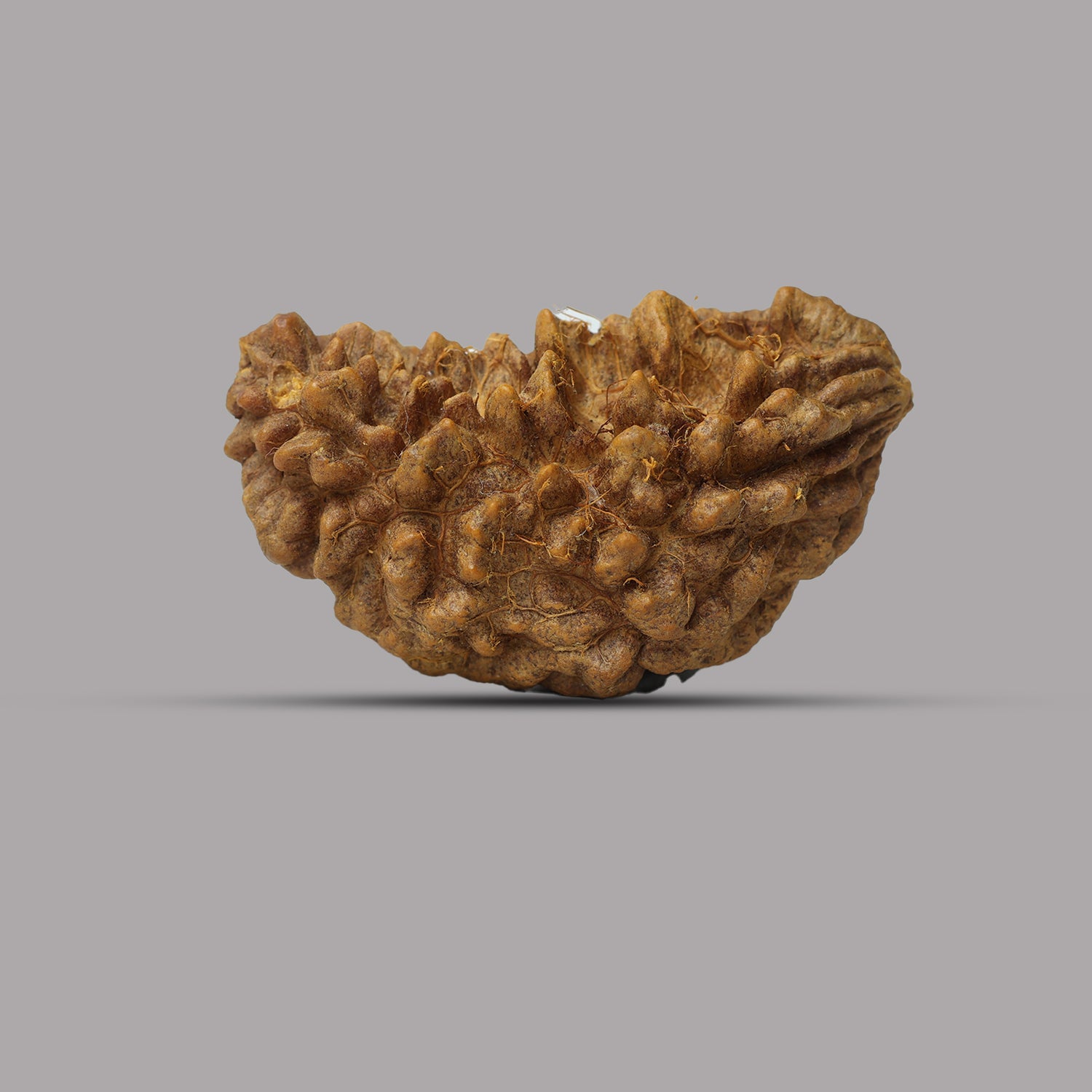 1 Mukhi Rudraksha 2.84