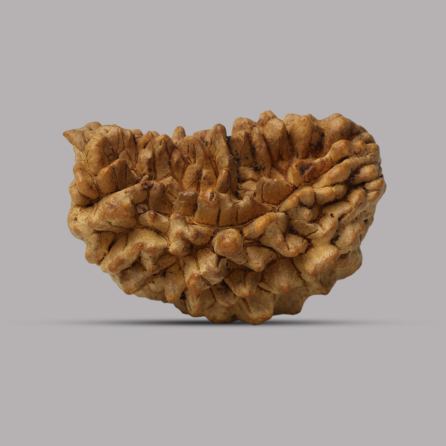 1 Mukhi Rudraksha 3.81
