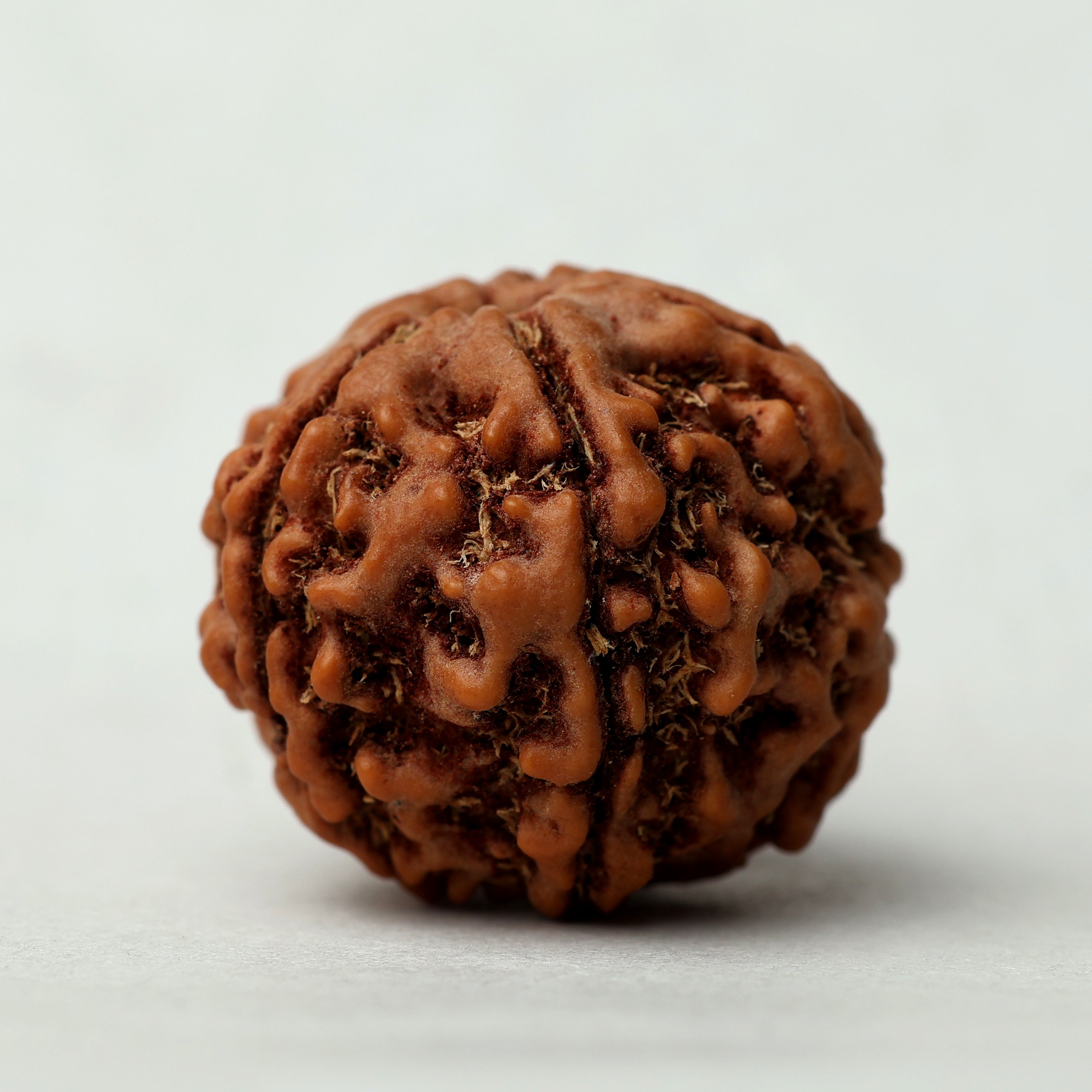 5 Mukhi Rudraksha