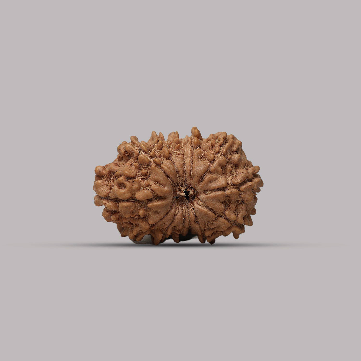 13 Mukhi Rudraksha