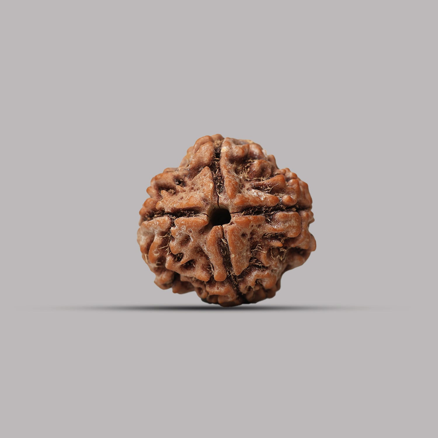 4 Mukhi Rudraksha