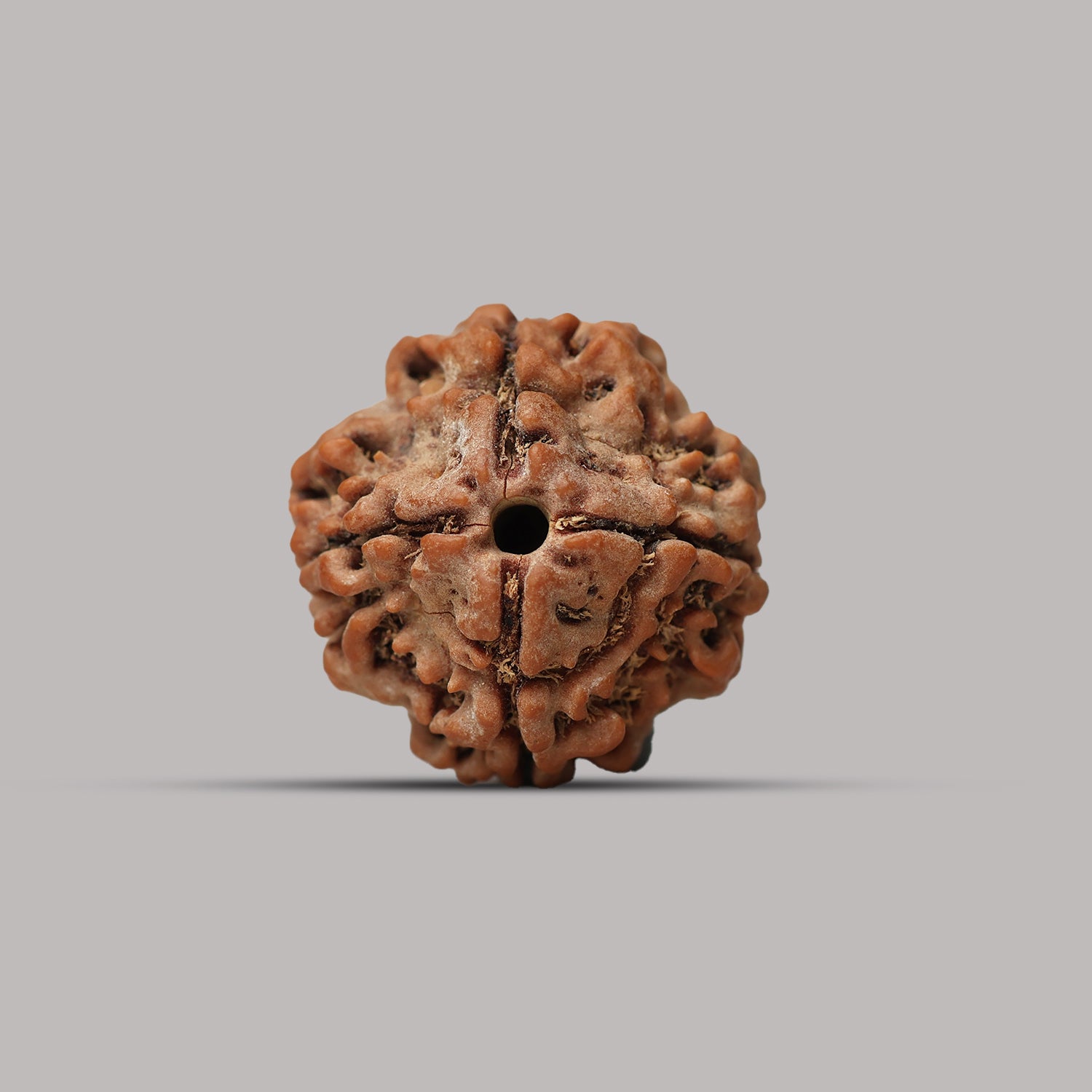 4 Mukhi Rudraksha