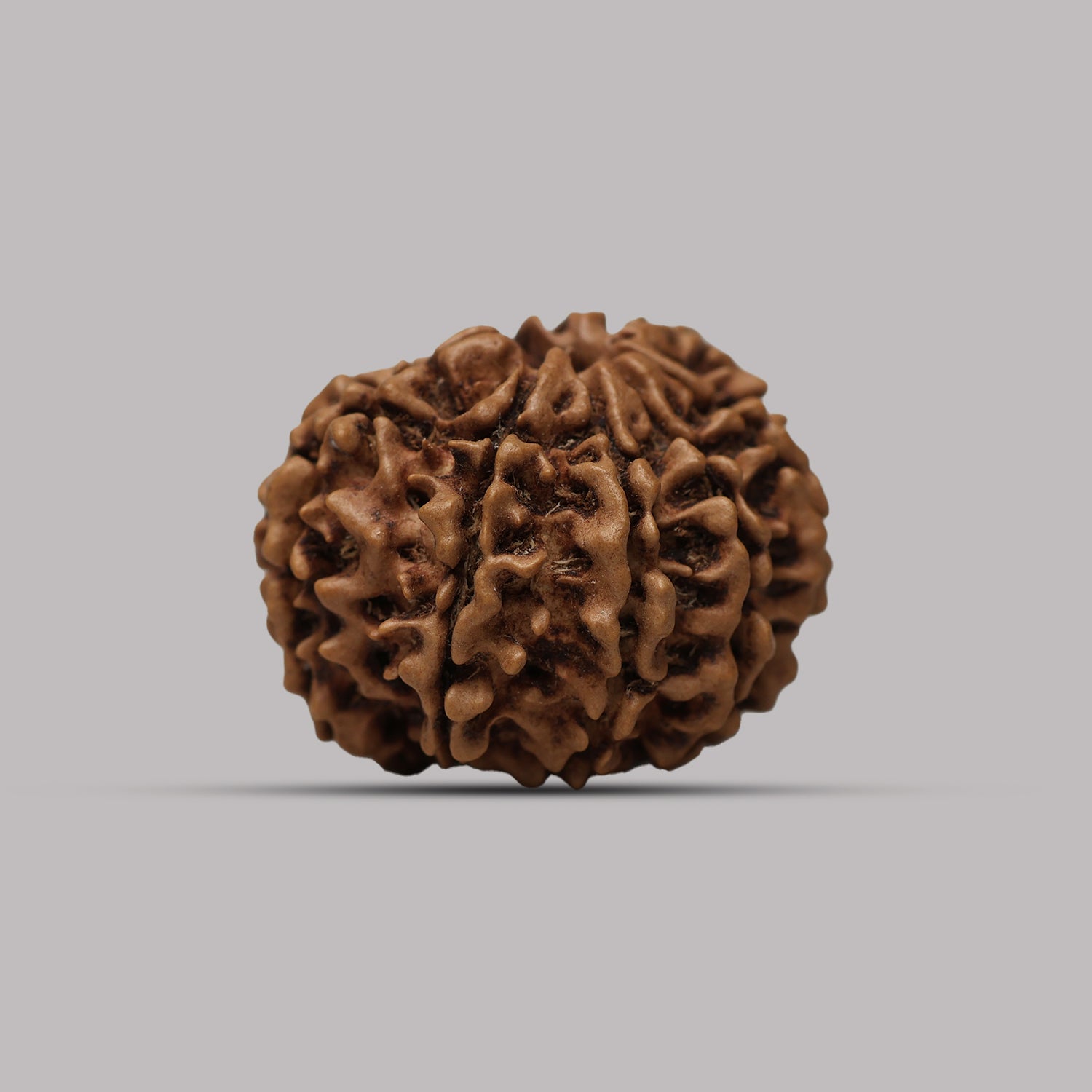 10 Mukhi Rudraksha