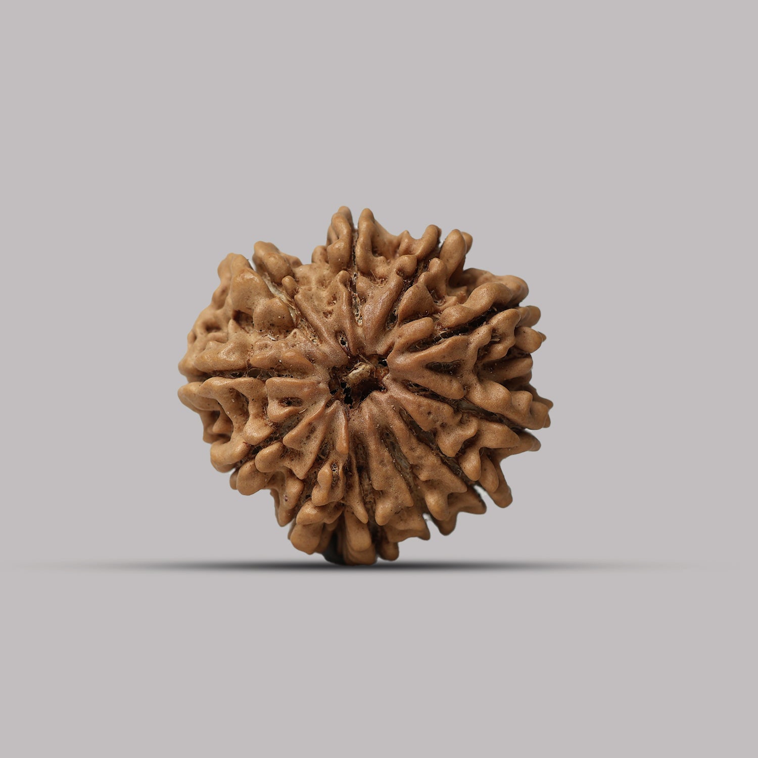 11 Mukhi Rudraksha