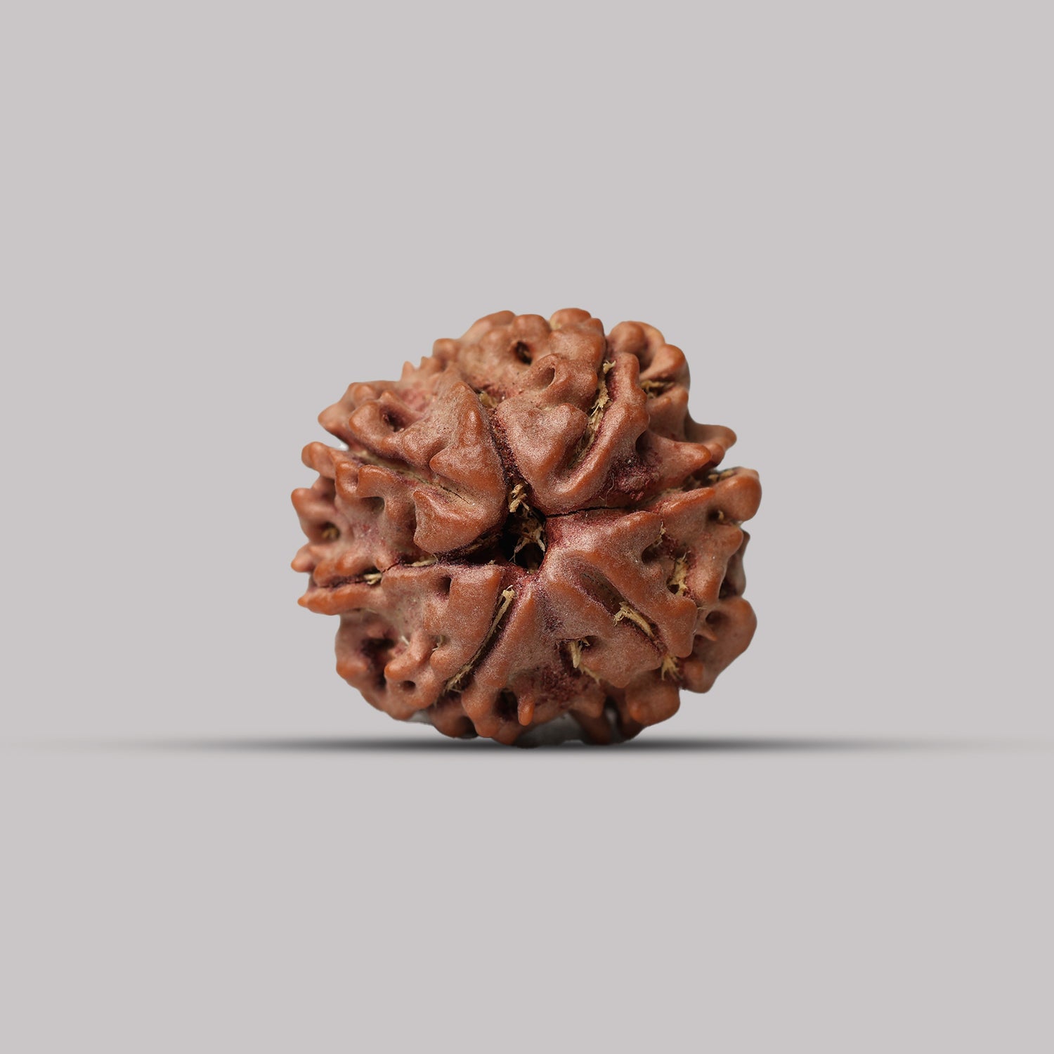 7 Mukhi Rudraksha