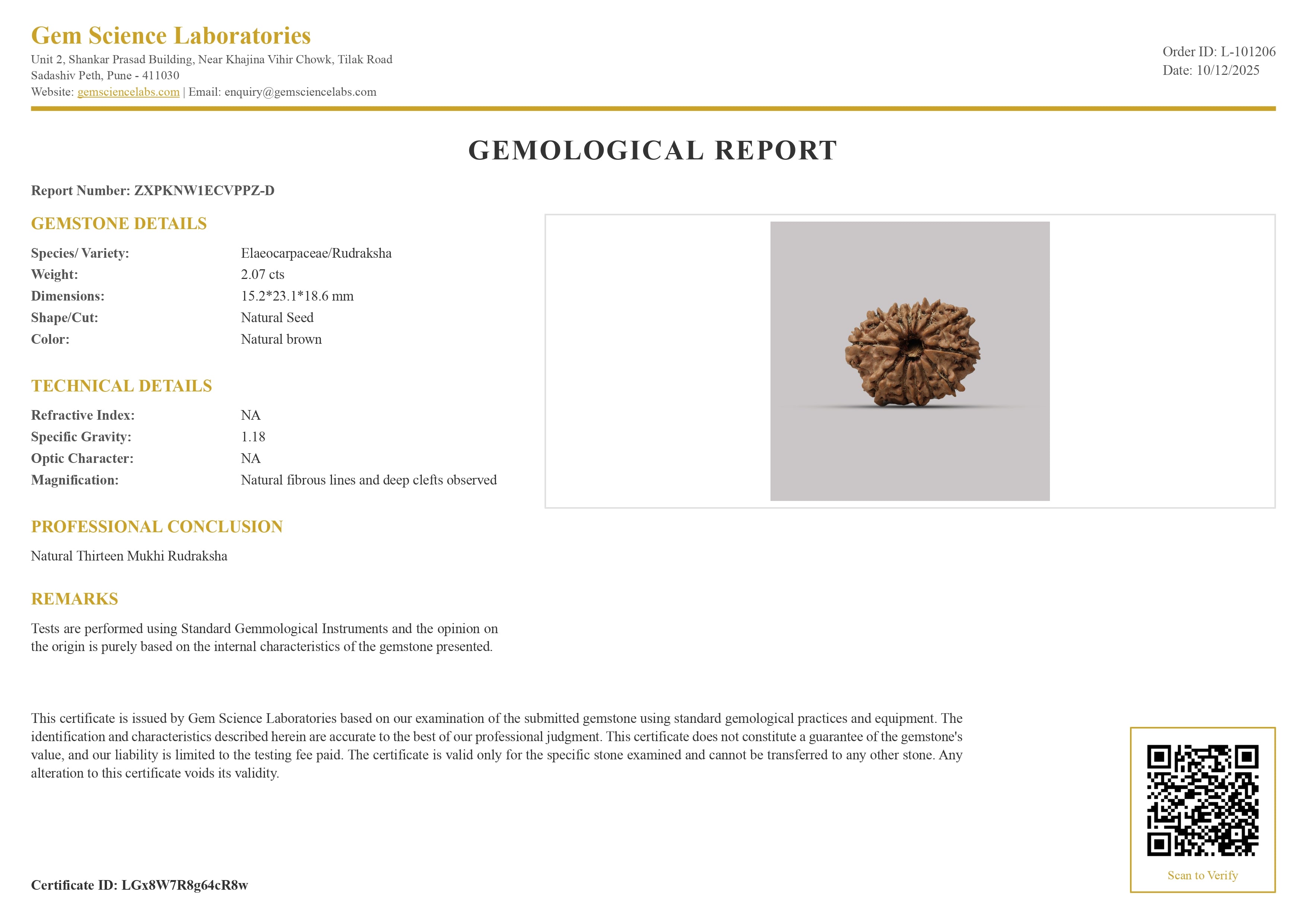 13 Mukhi Rudraksha