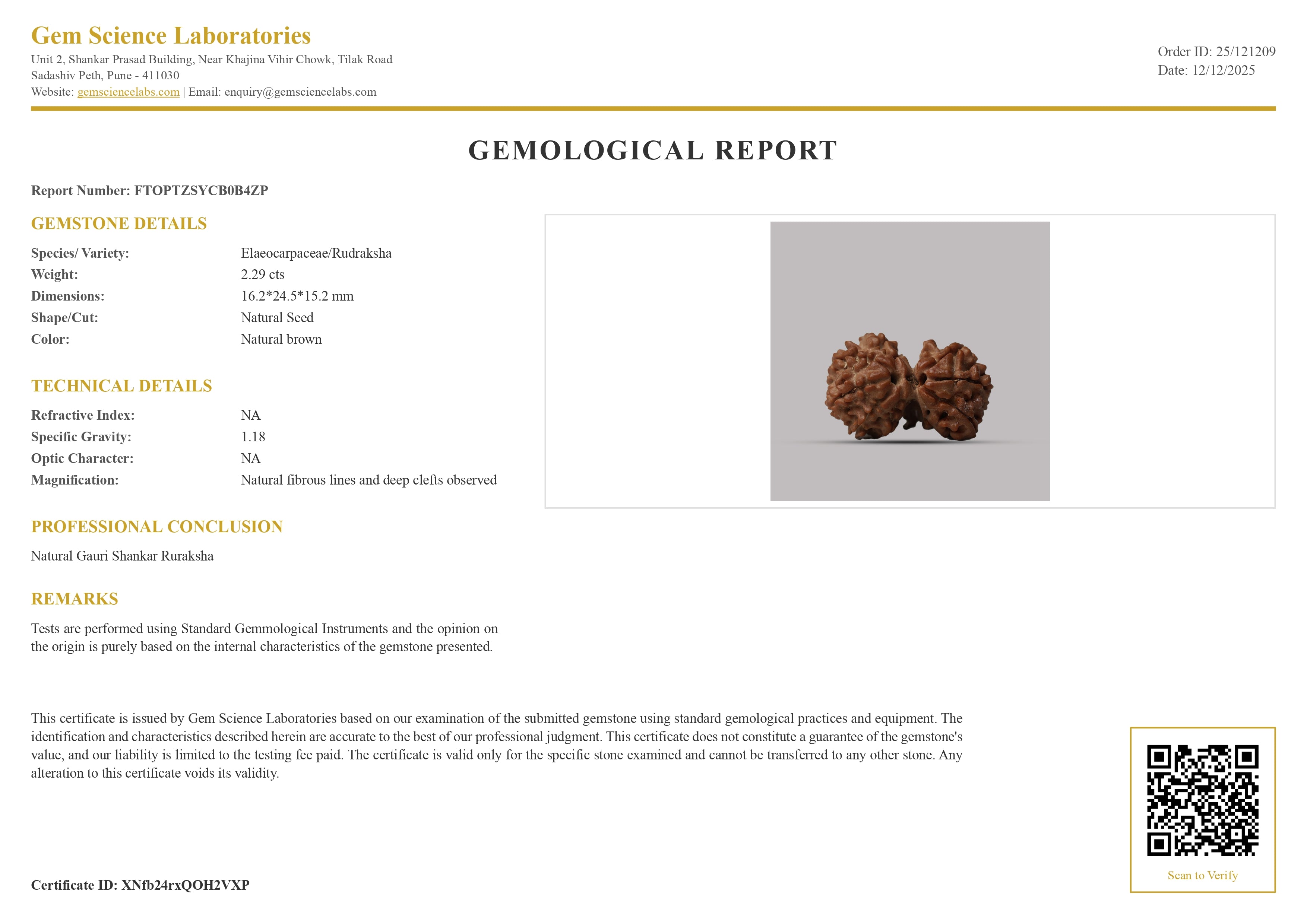Gauri Shankar Rudraksha