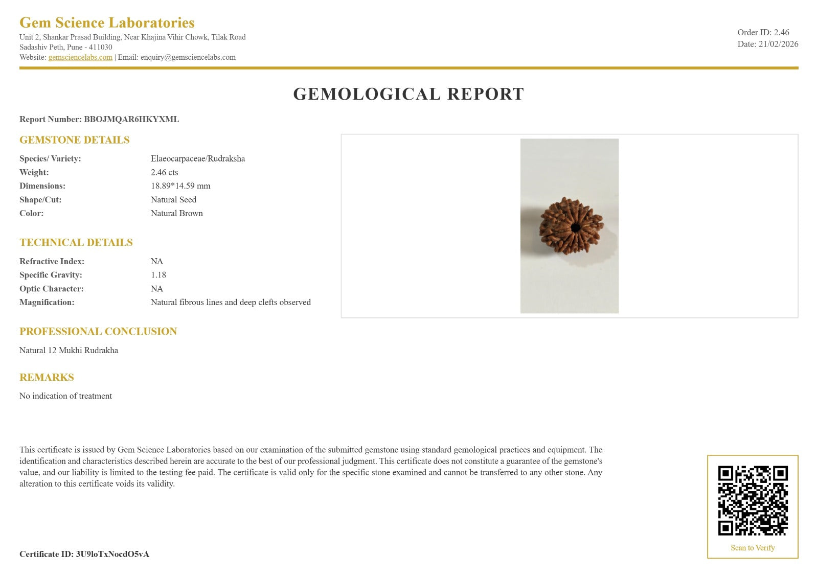 12 Mukhi Rudraksha
