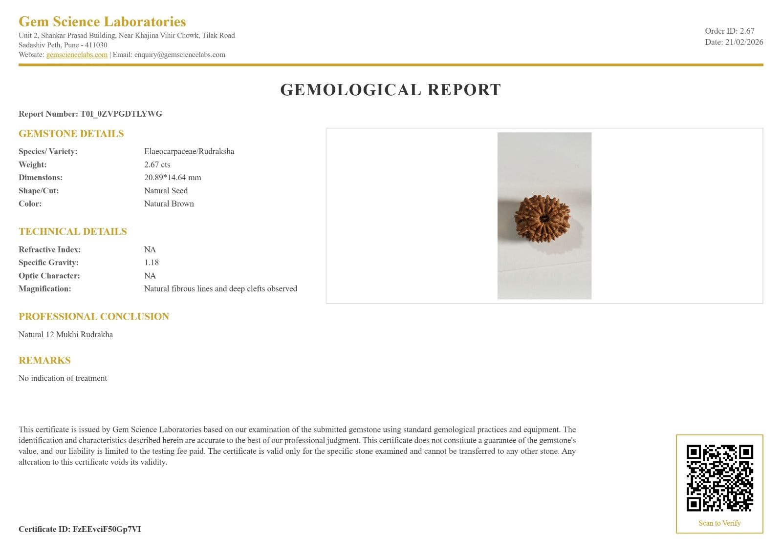 12 Mukhi Rudraksha