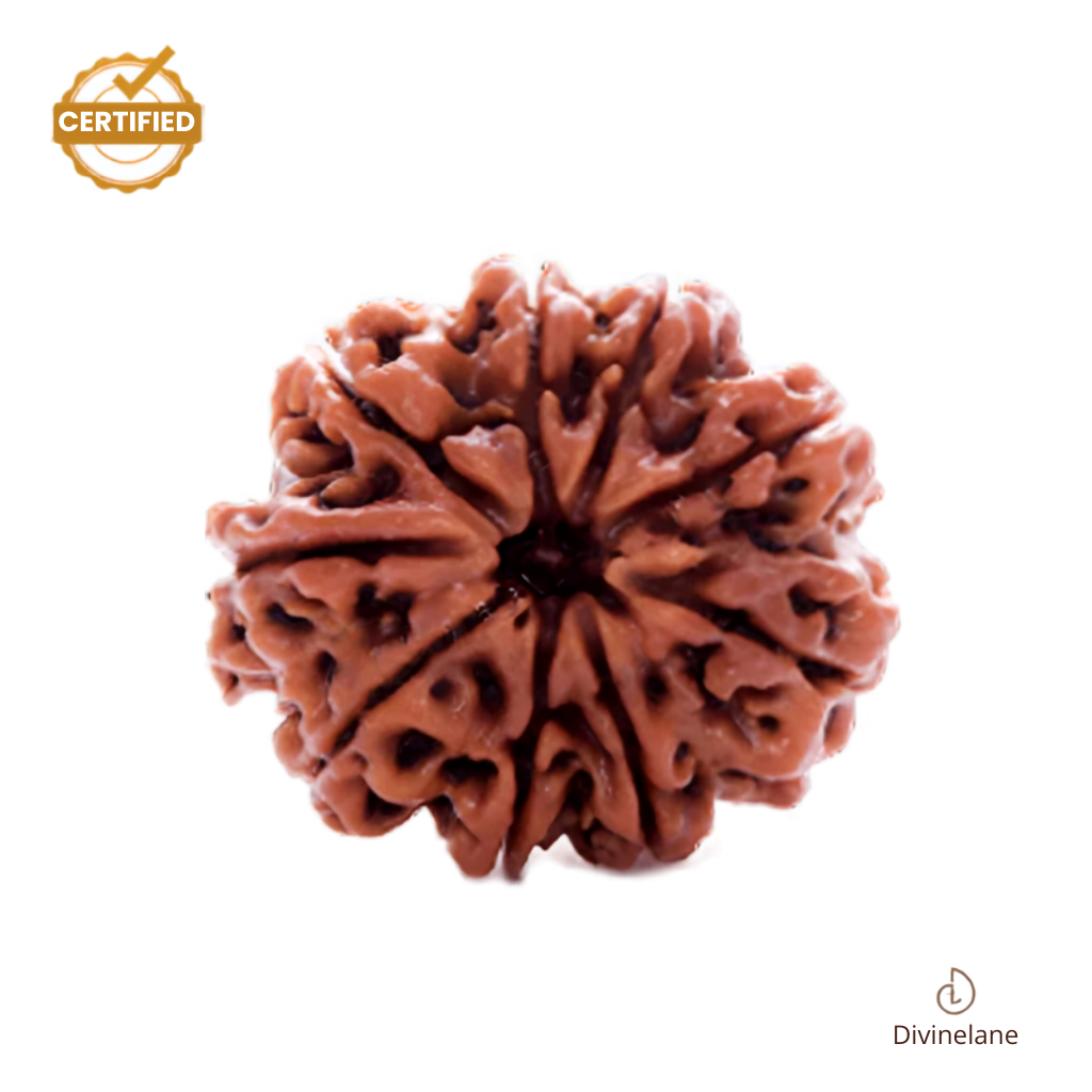 Certified Natural 9 Mukhi Rudraksha - Nepal Origin