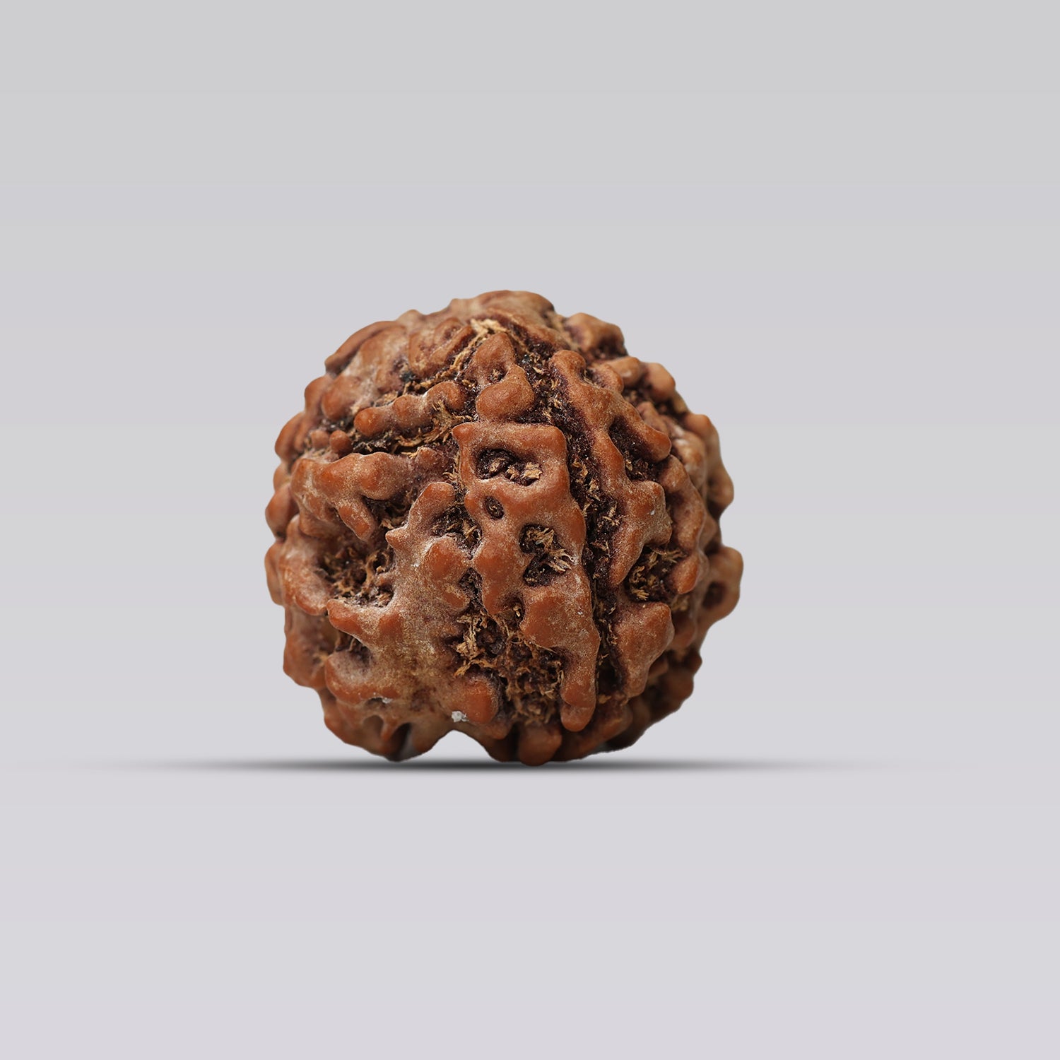 4 Mukhi Rudraksha