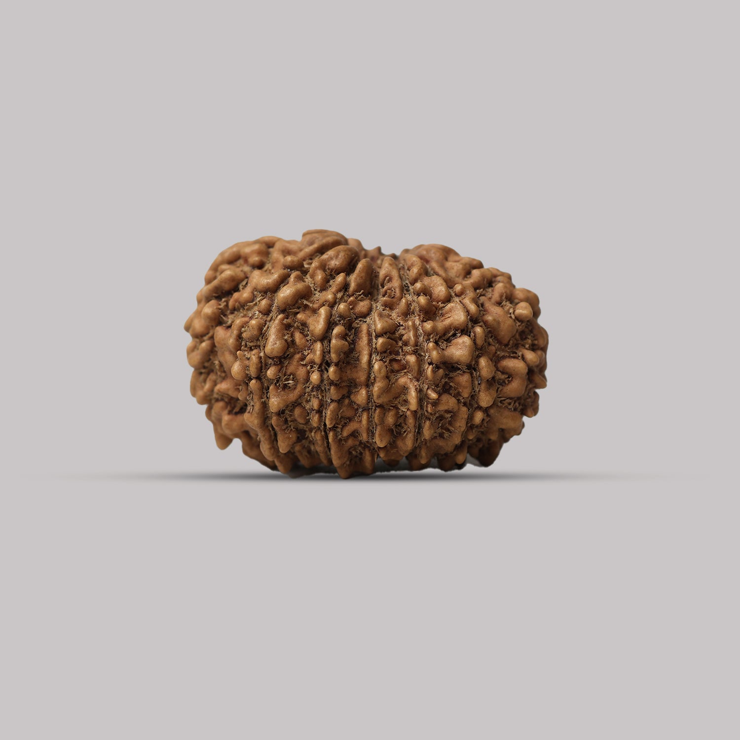 13 Mukhi Rudraksha