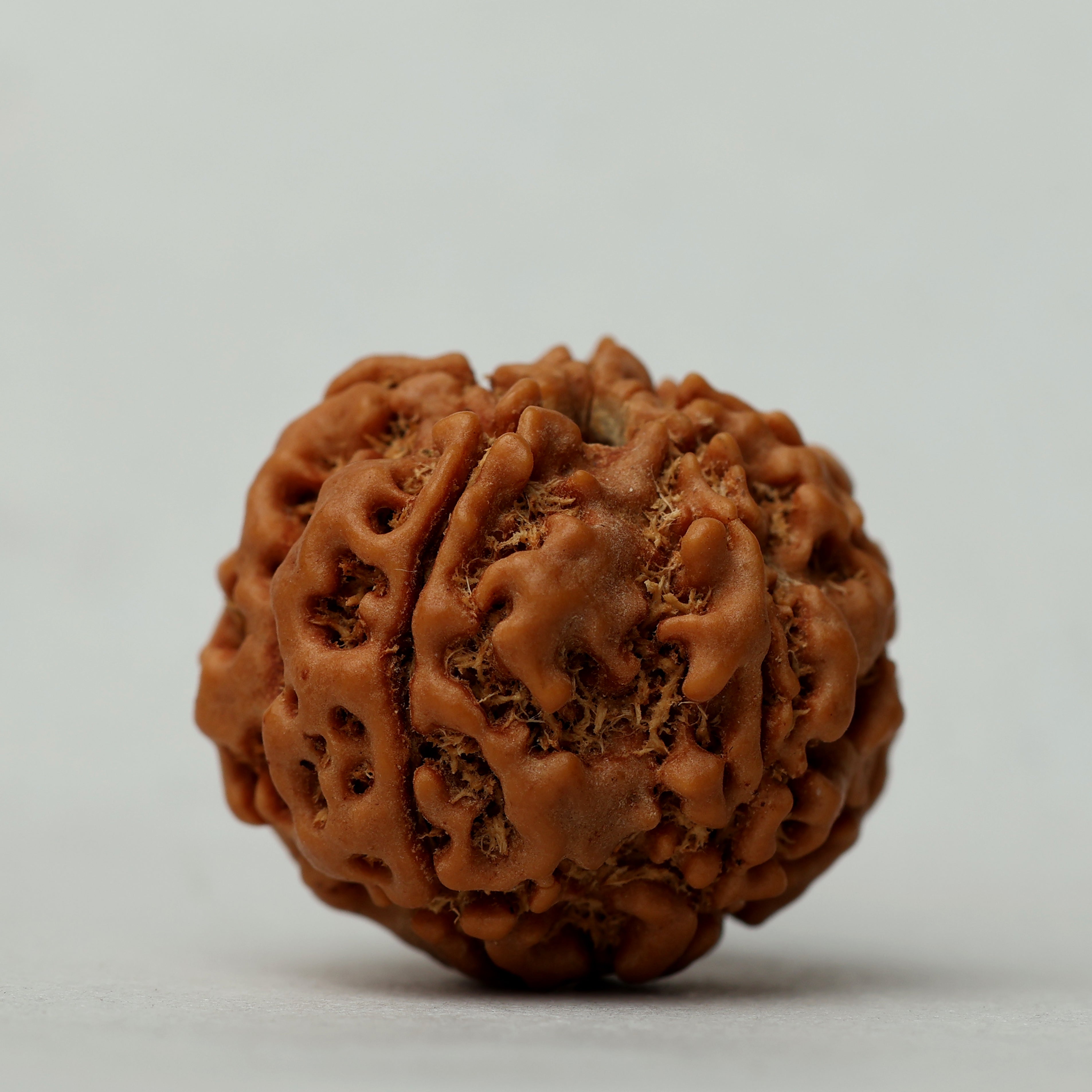 5 Mukhi Rudraksha
