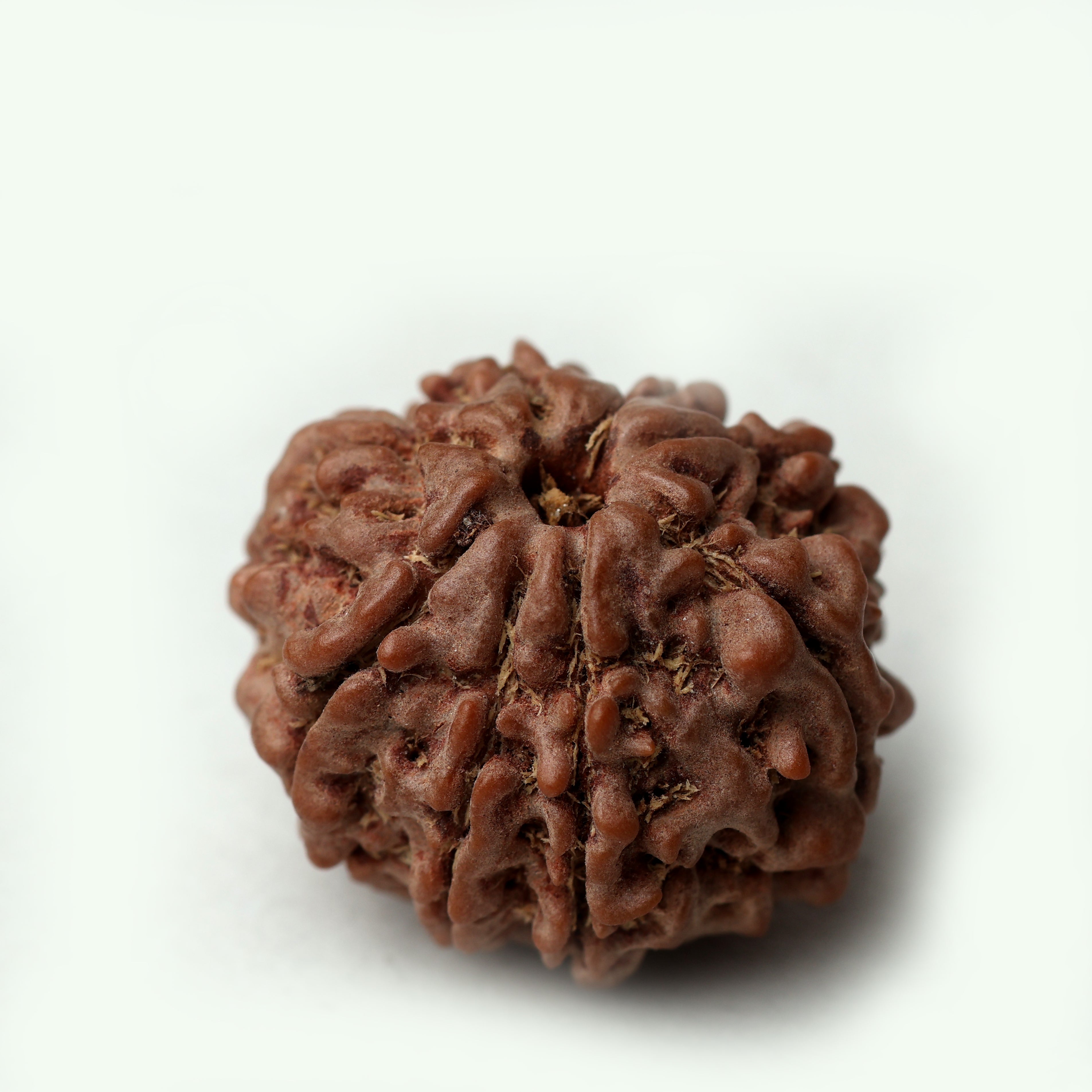 8 Mukhi Rudraksha
