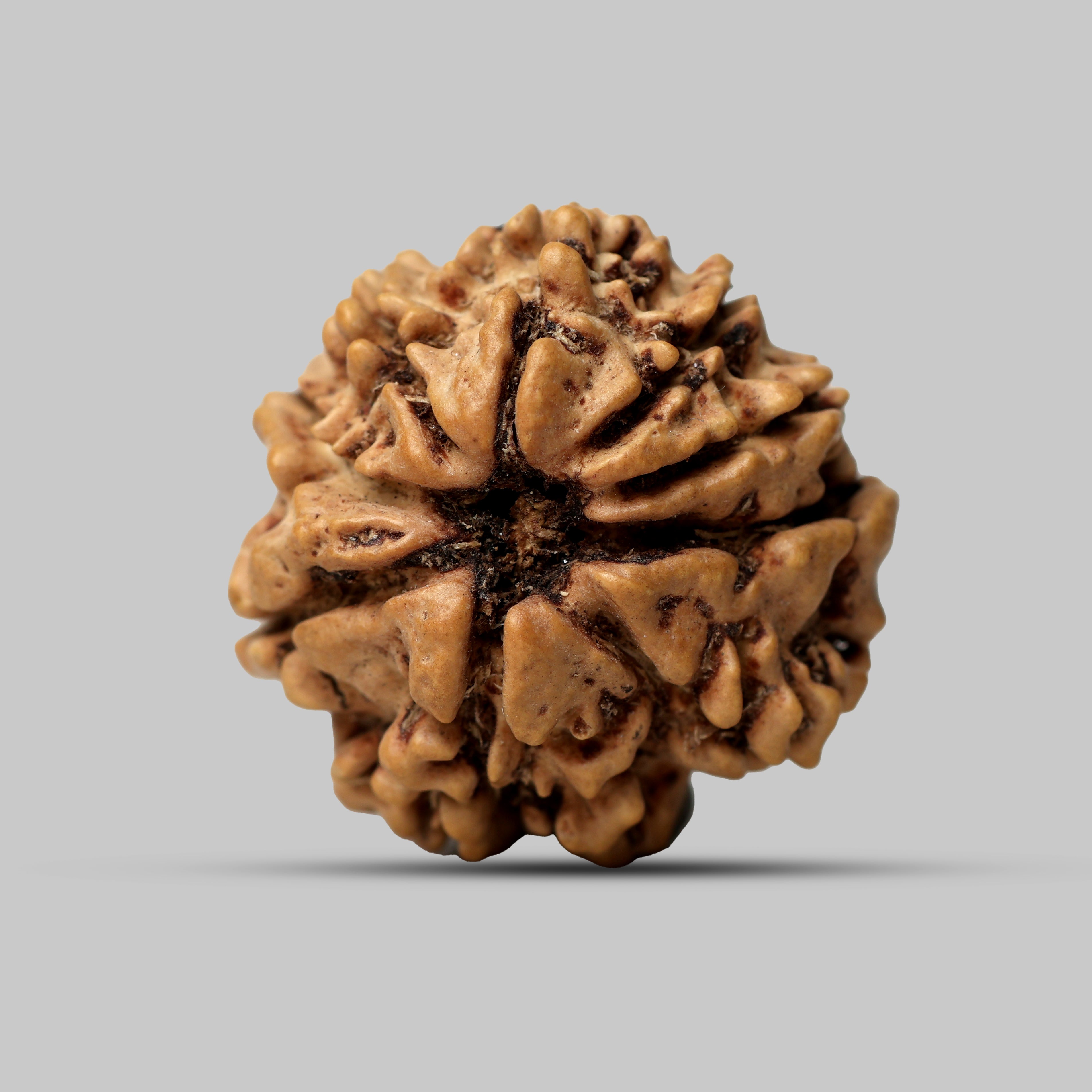 9 Mukhi Rudraksha