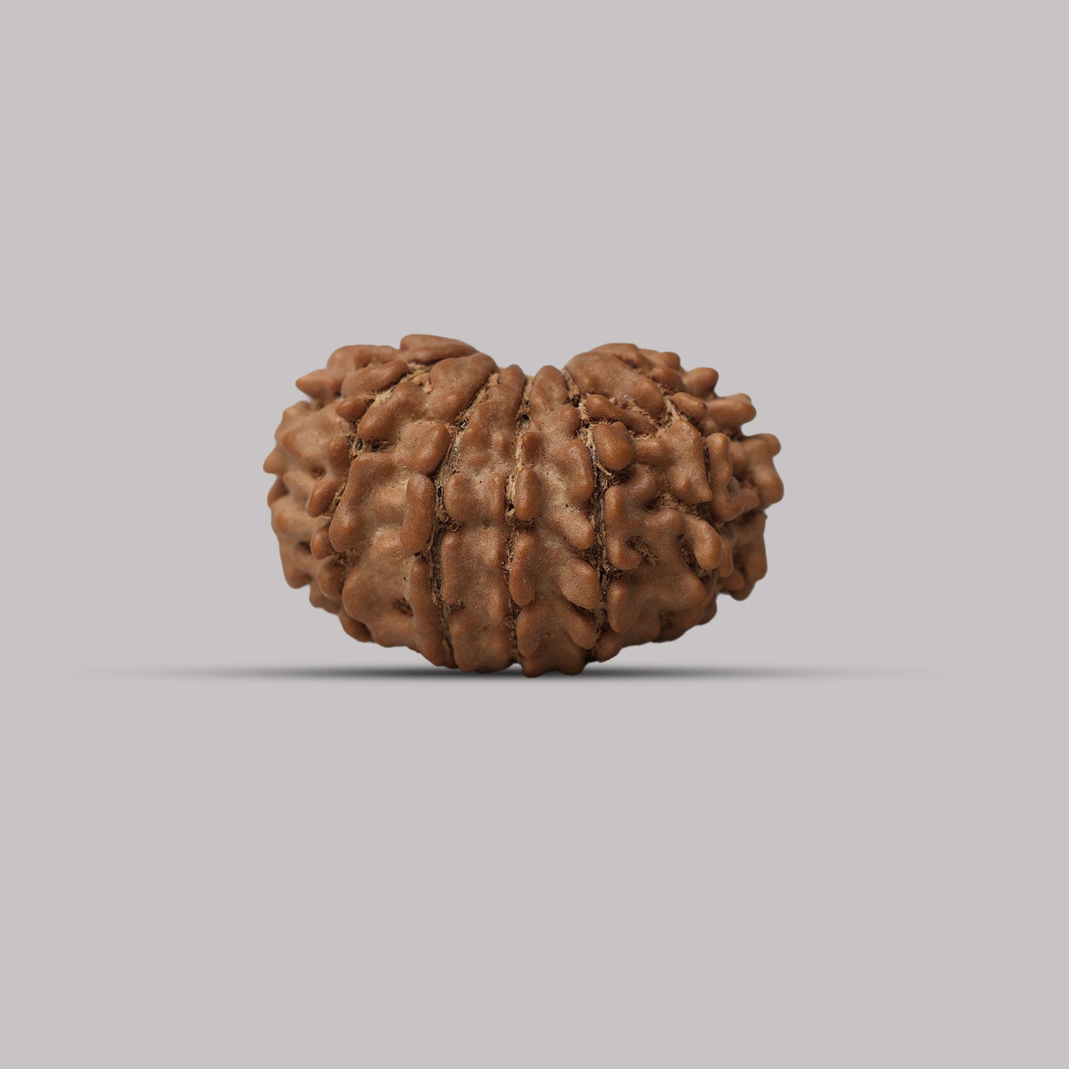 13 Mukhi Rudraksha