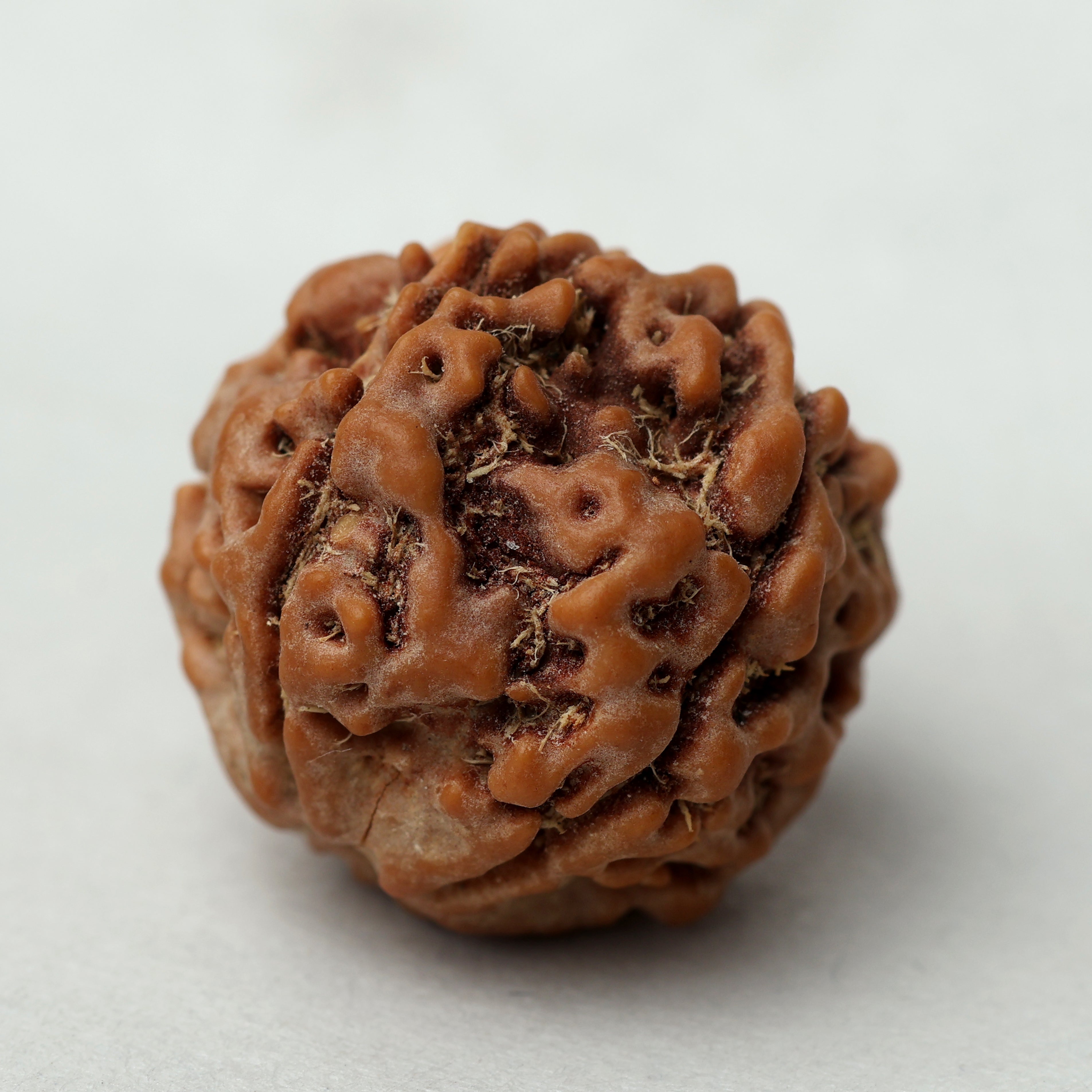 5 Mukhi Rudraksha