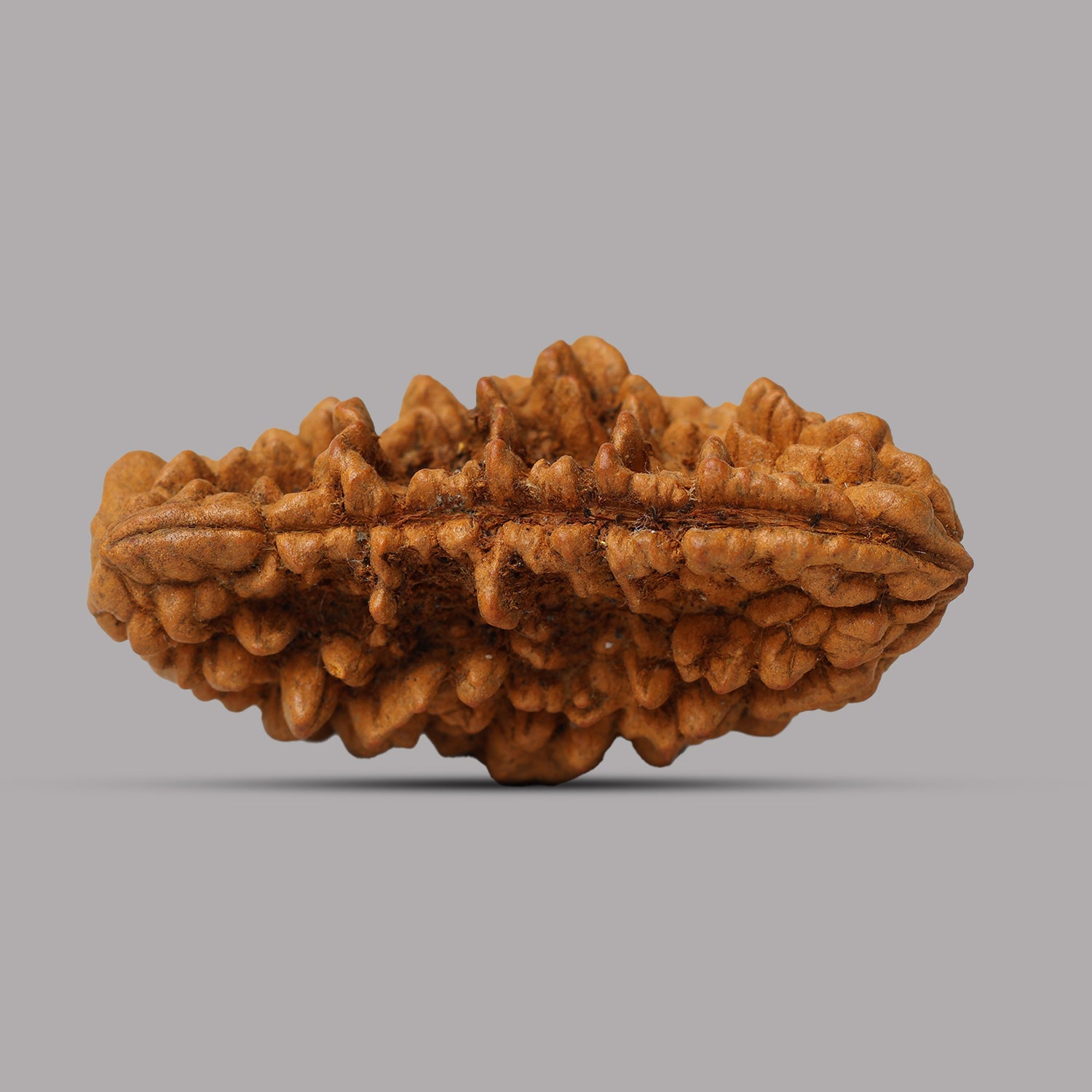 1 Mukhi Rudraksha 2.44