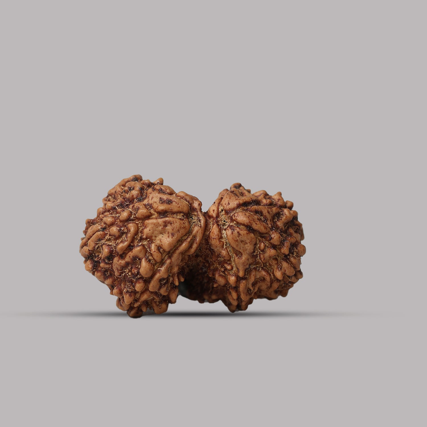 Gauri Shankar Rudraksha