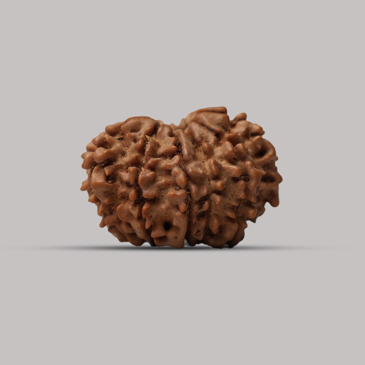 12 Mukhi Rudraksha