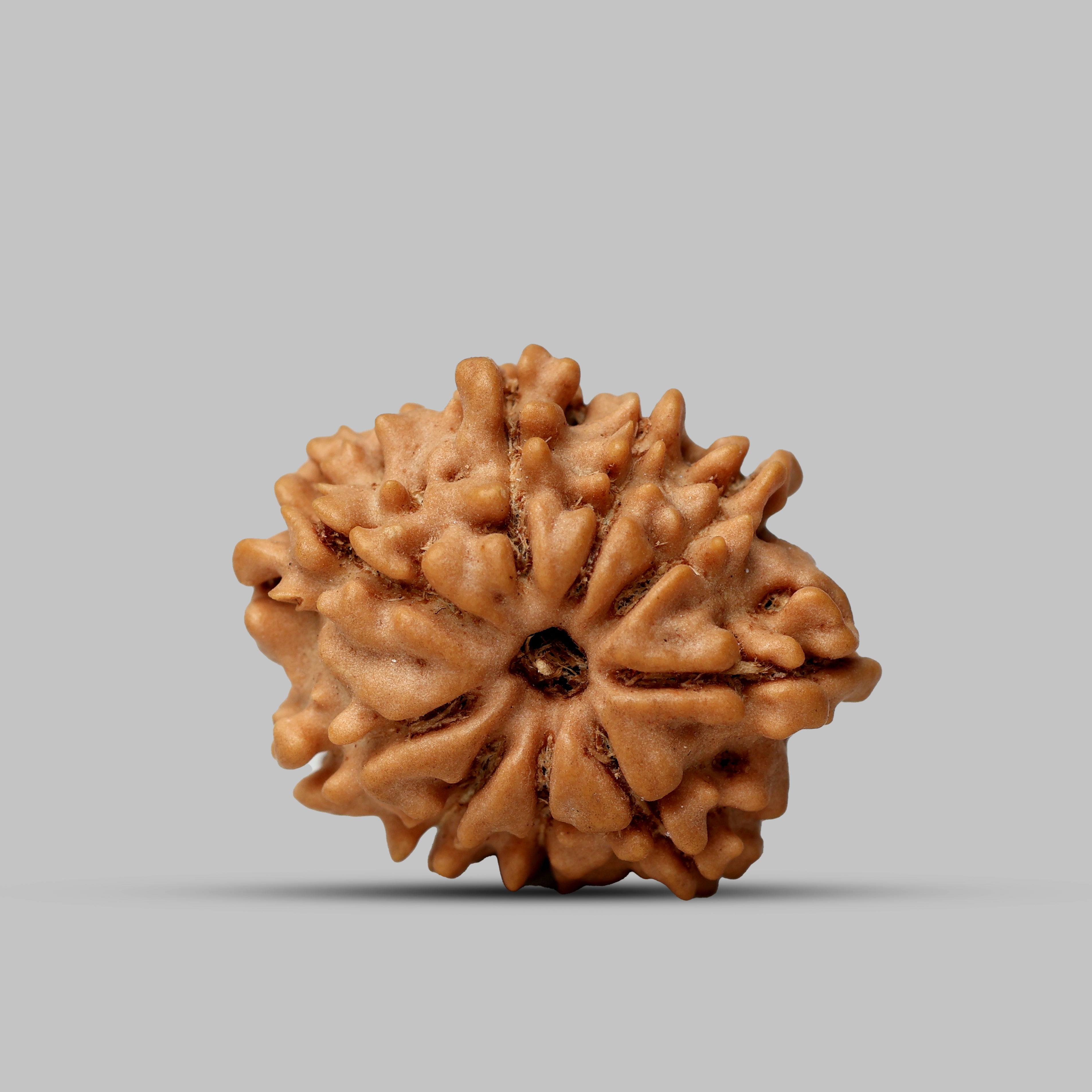9 Mukhi Rudraksha