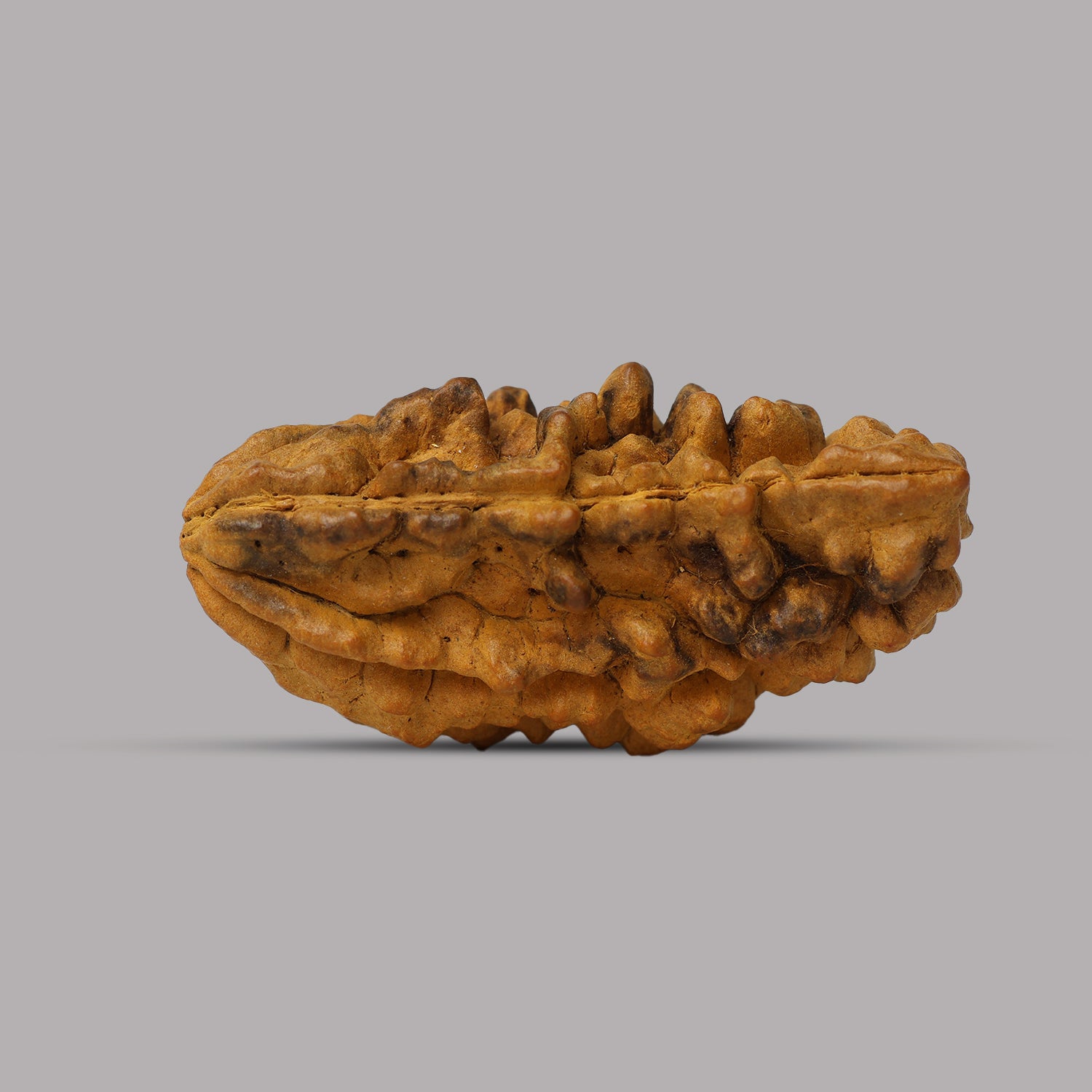 1 Mukhi Rudraksha 3.55