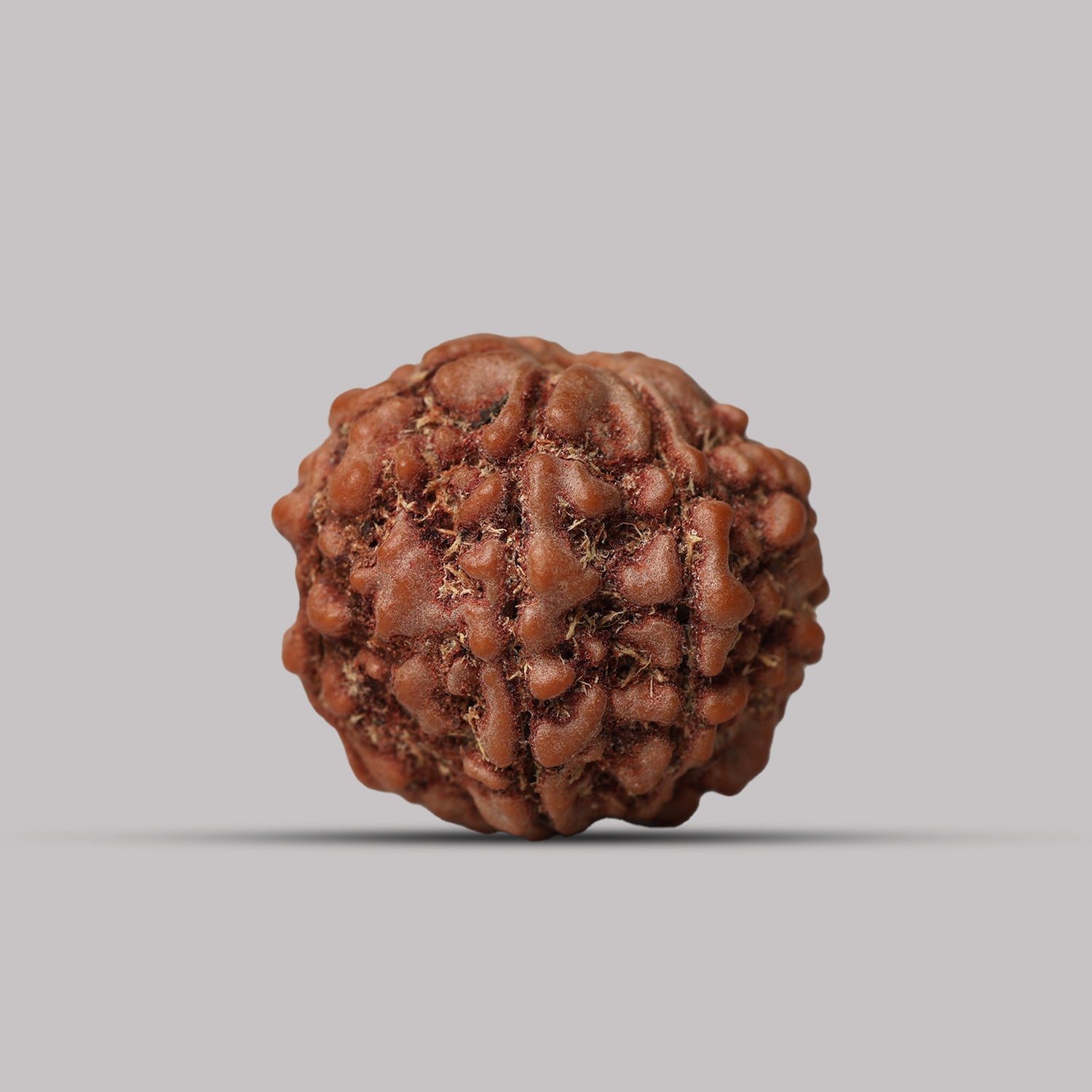 7 Mukhi Rudraksha