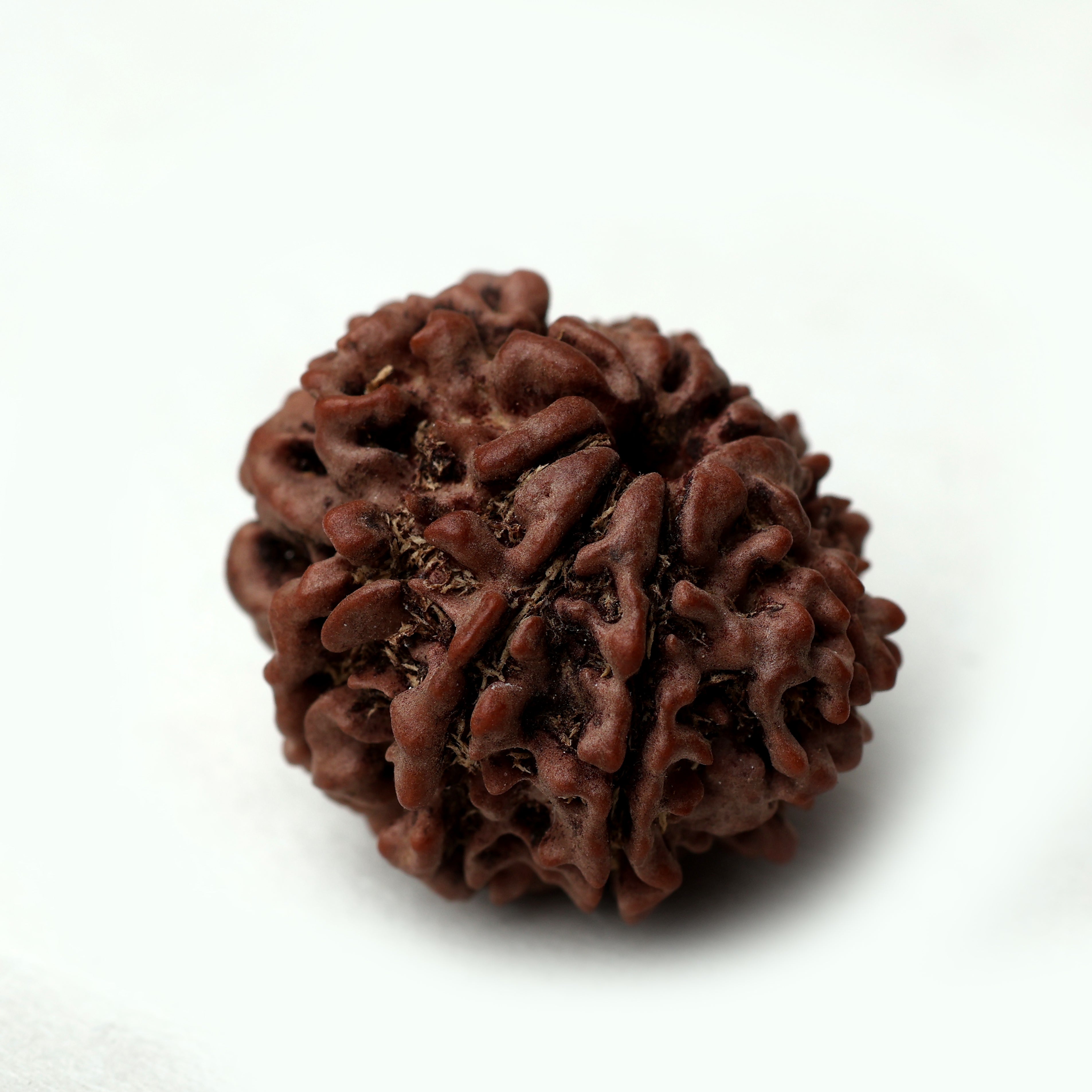 8 Mukhi Rudraksha