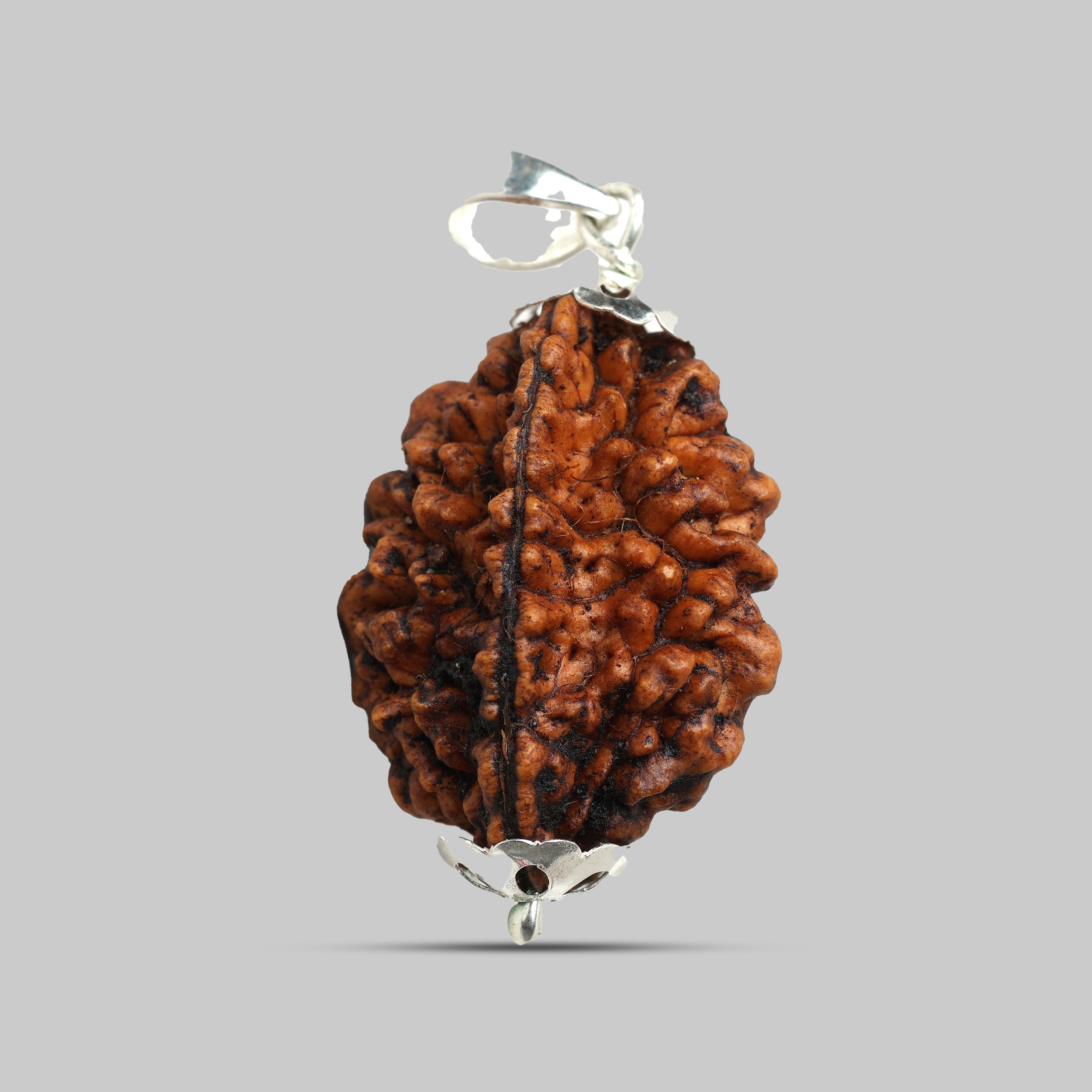 2 Mukhi Rudraksha