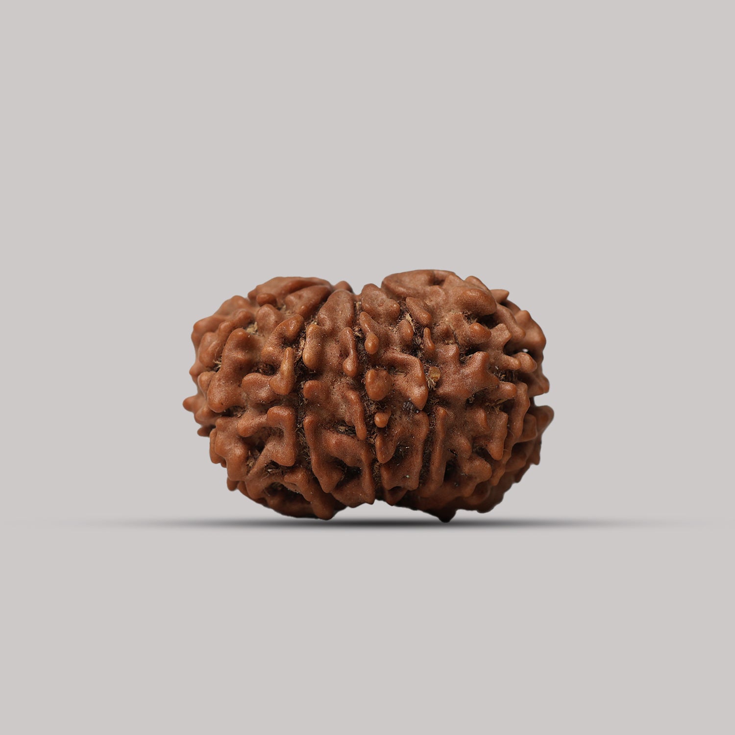 11 Mukhi Rudraksha
