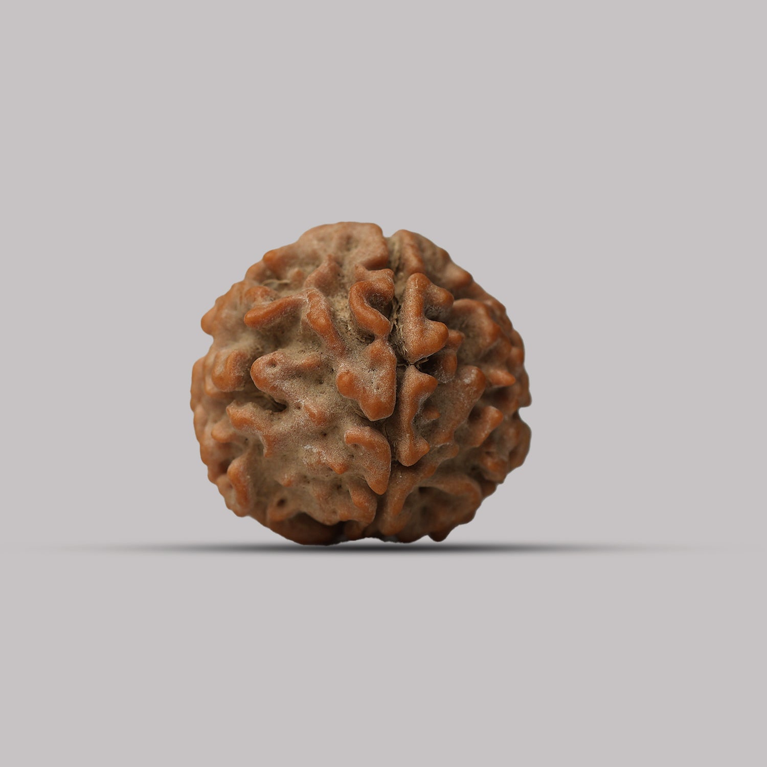 4 Mukhi Rudraksha