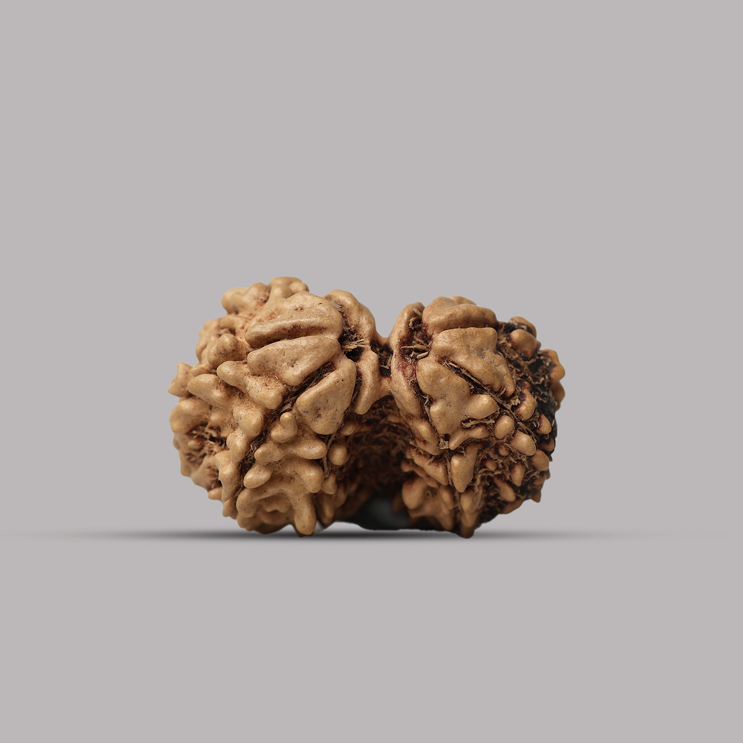 Gauri Shankar Rudraksha