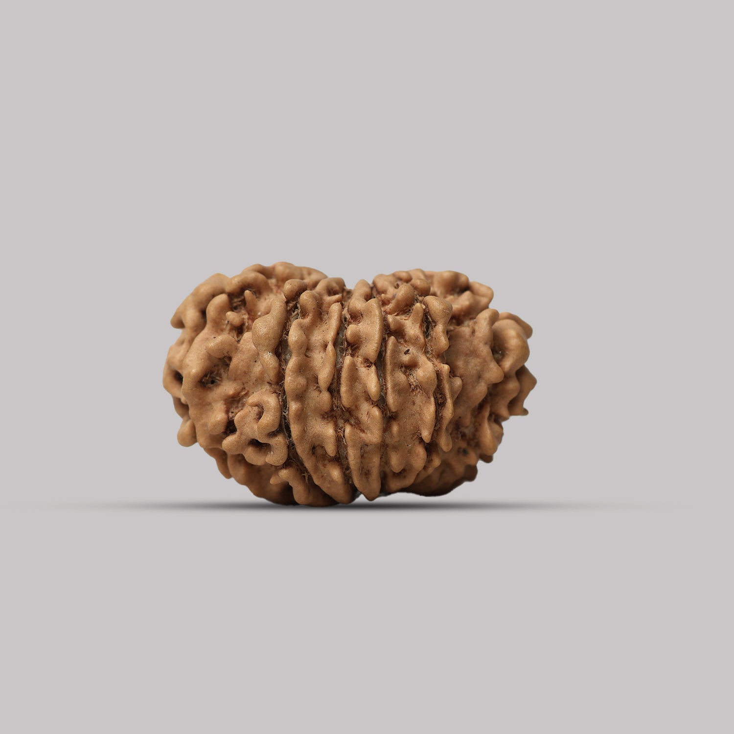 13 Mukhi Rudraksha