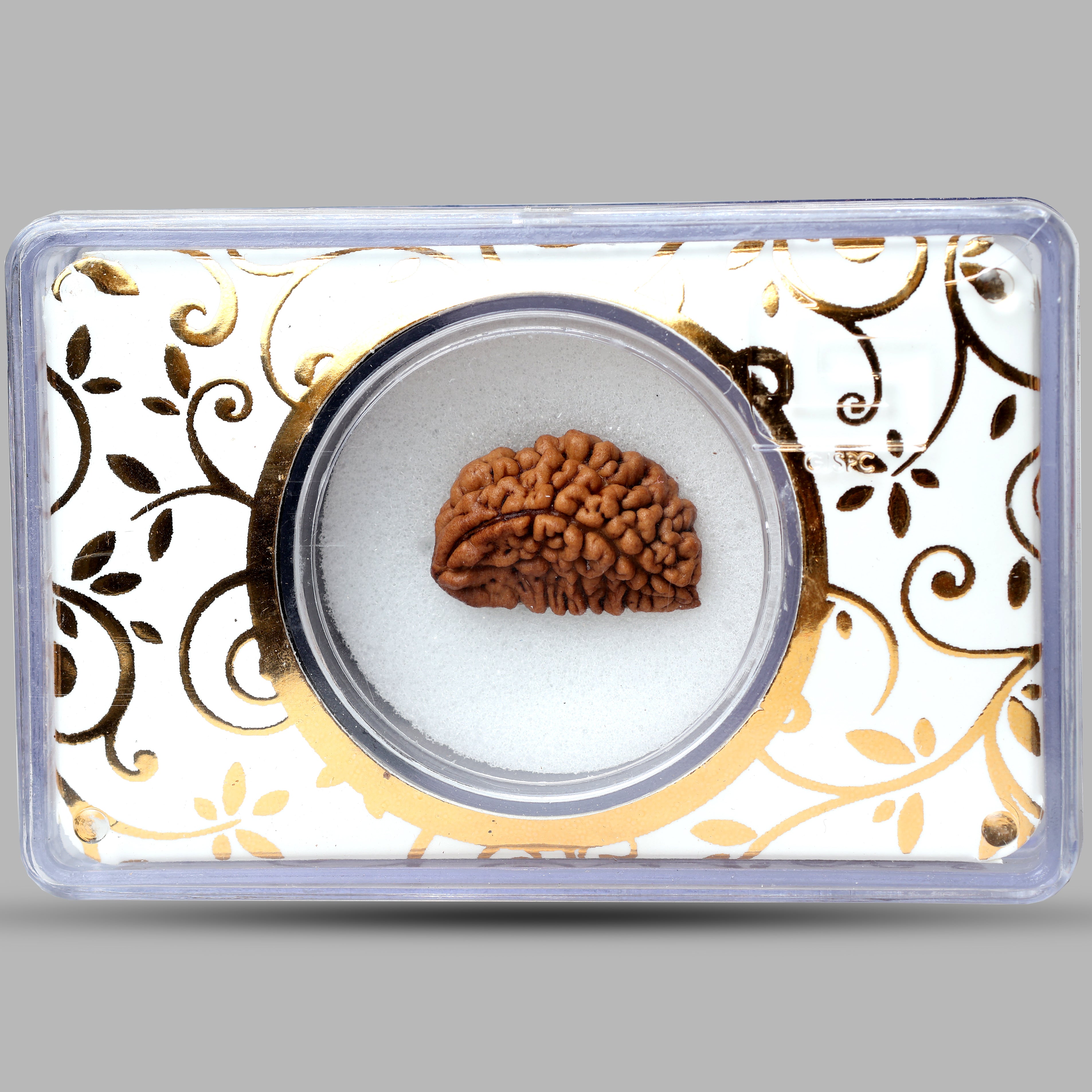 2 Mukhi Rudraksha