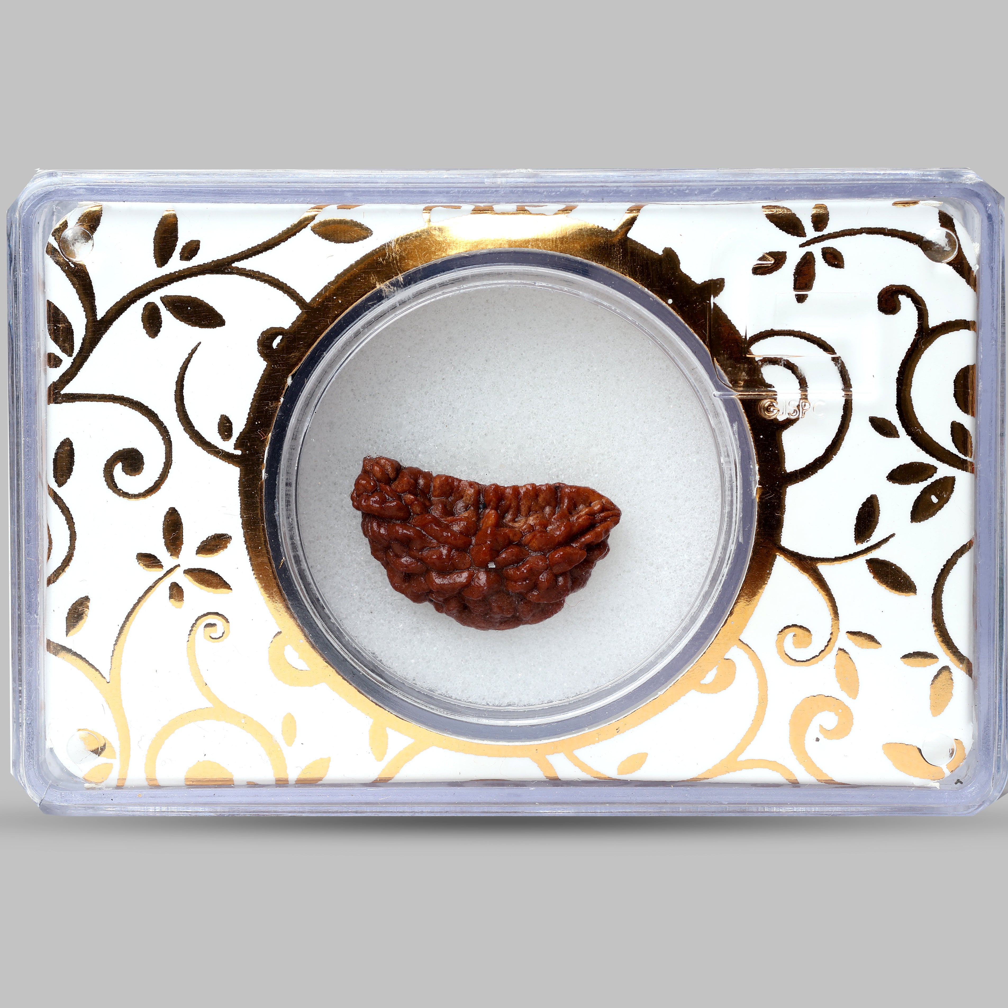 1 Mukhi Rudraksha