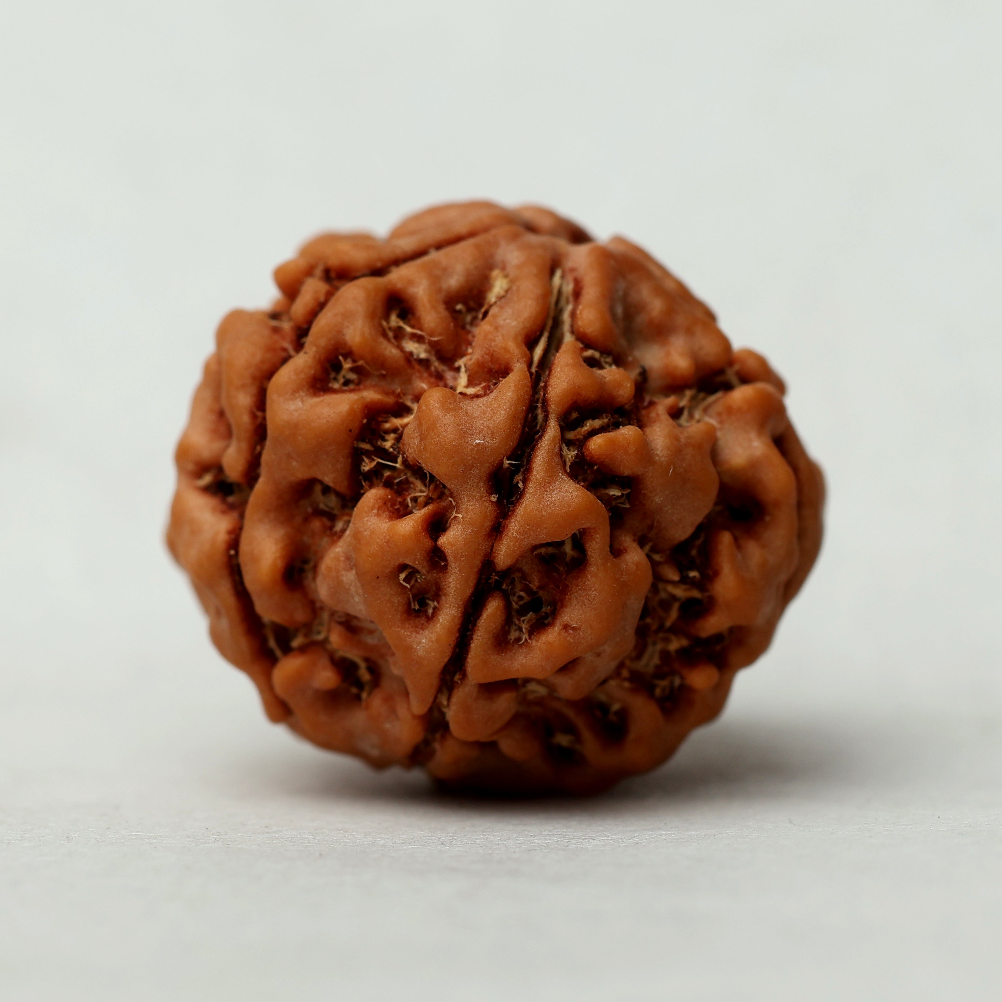 5 Mukhi Rudraksha