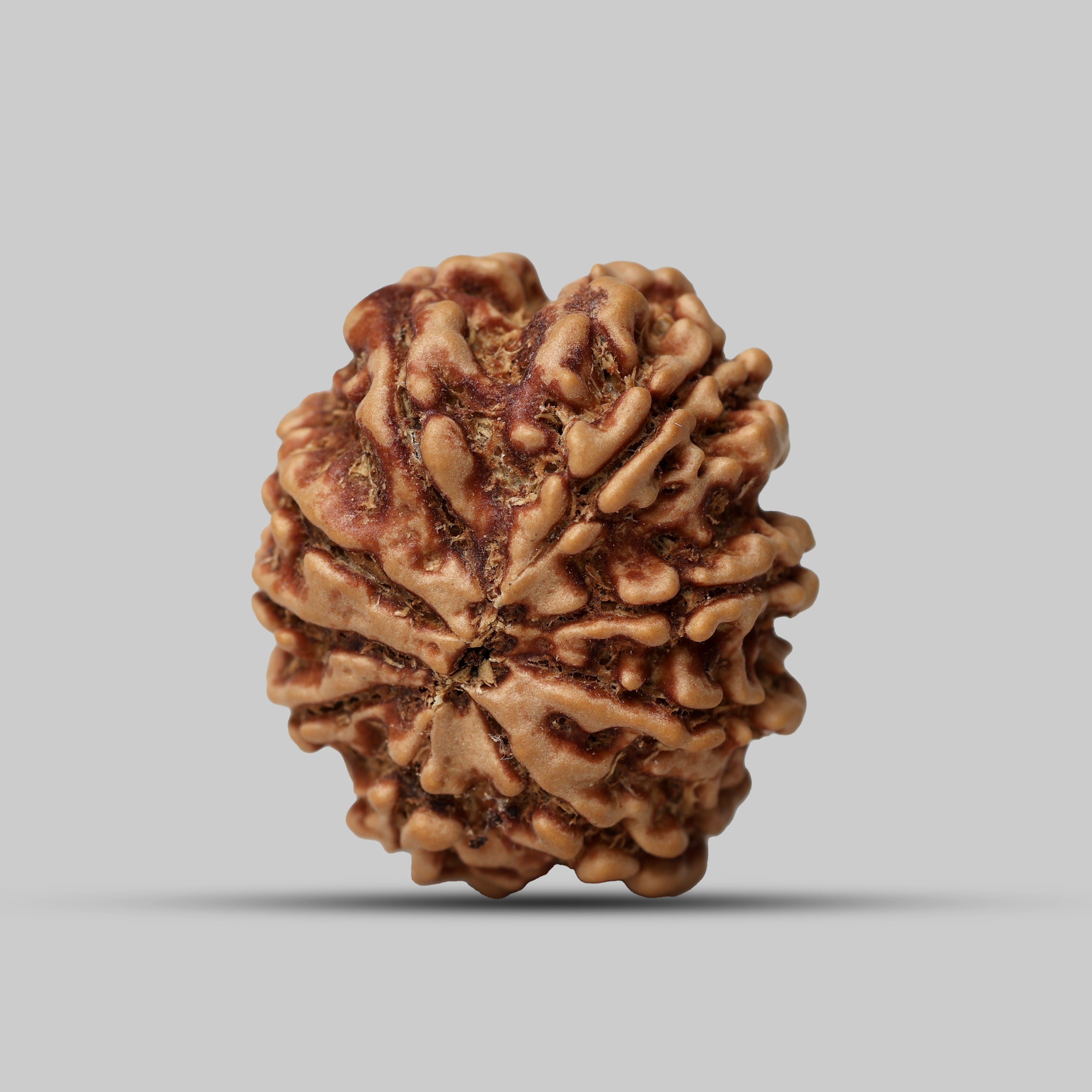 9 Mukhi Rudraksha