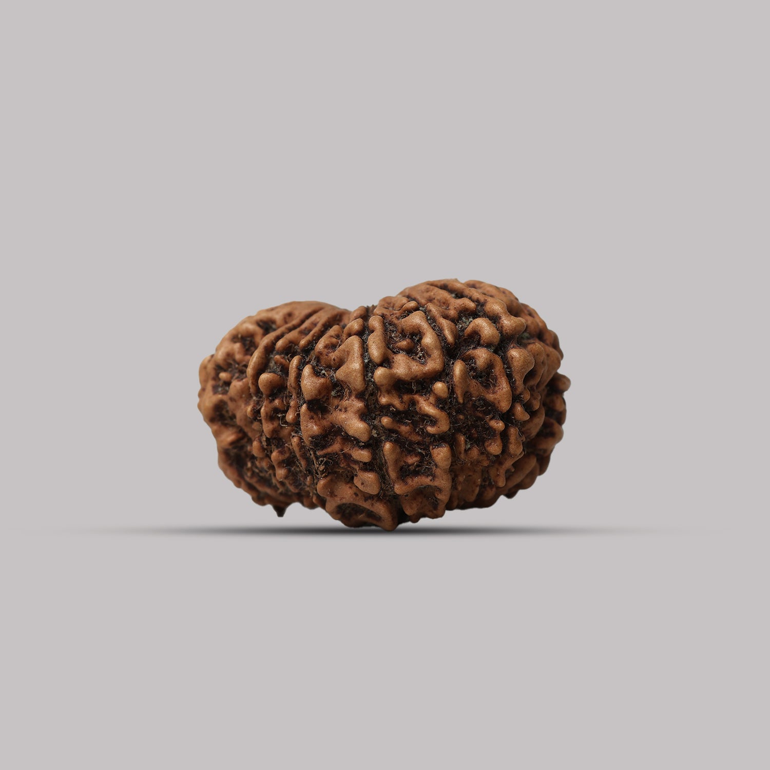 13 Mukhi Rudraksha