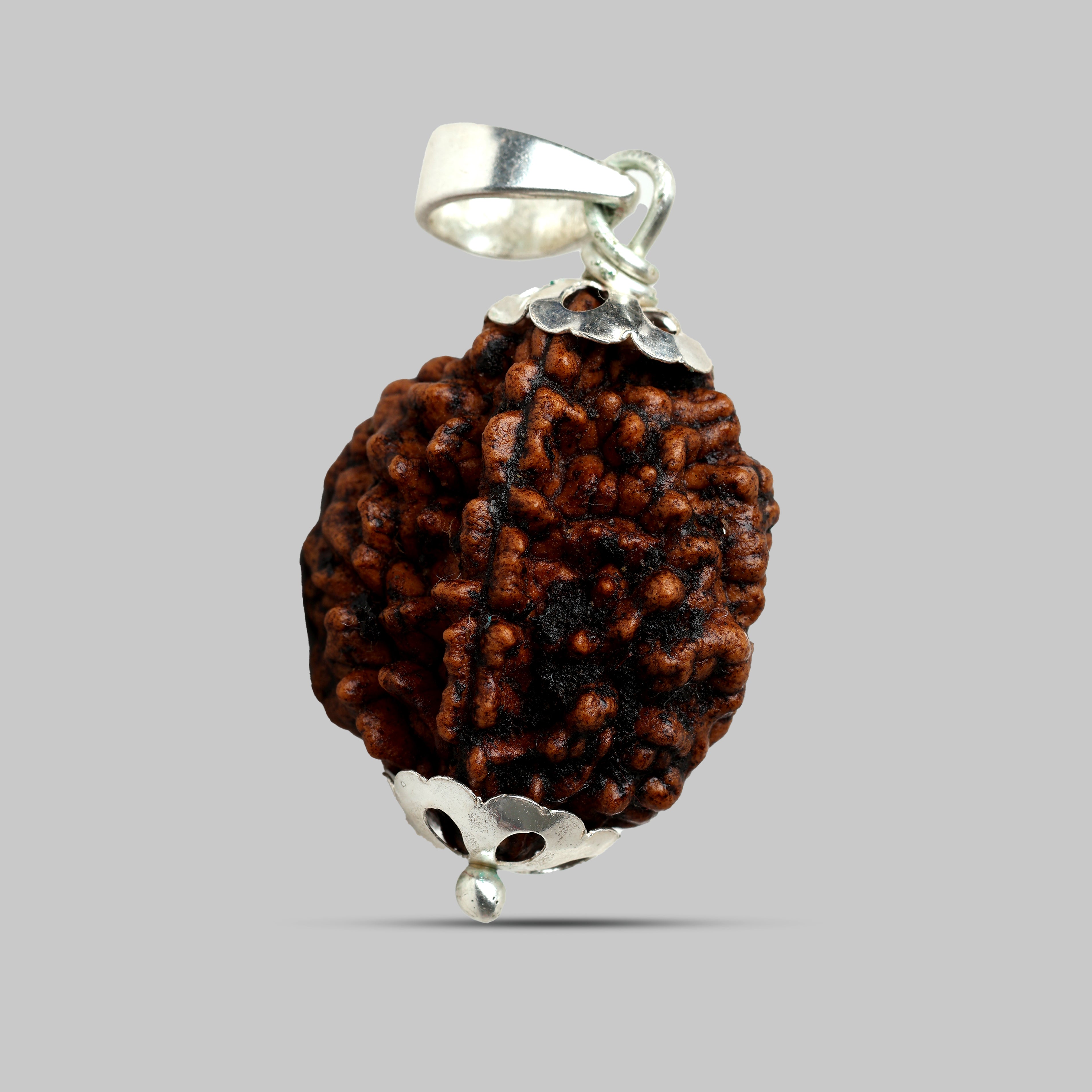 2 Mukhi Rudraksha