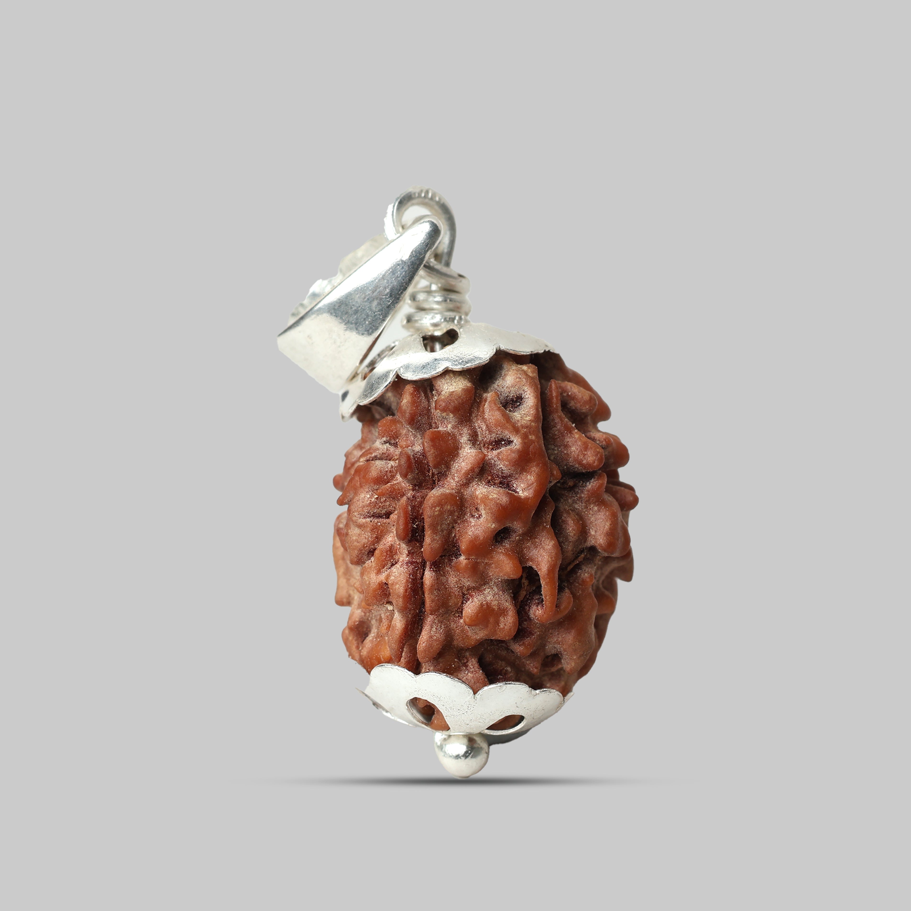 3 Mukhi Rudraksha
