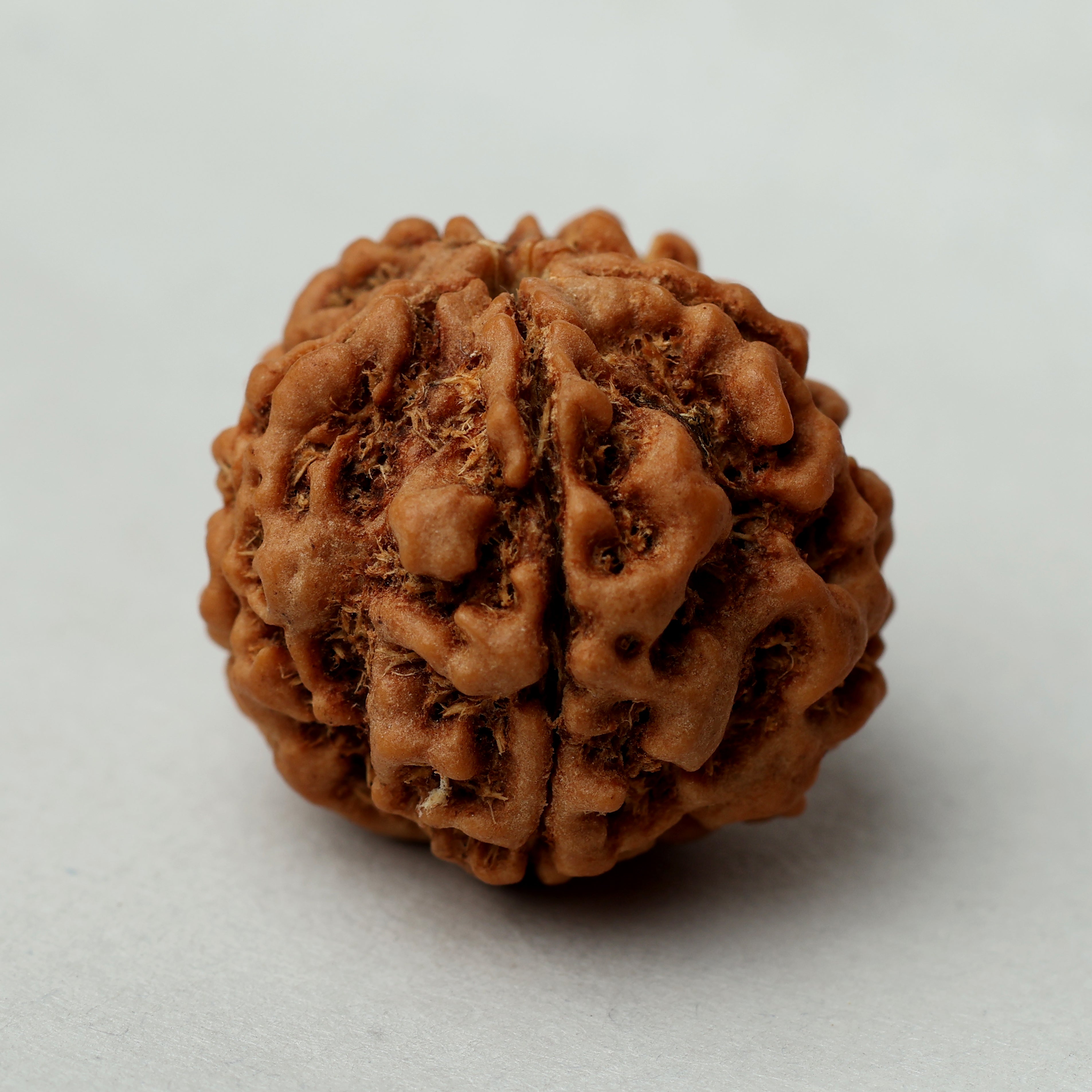 5 Mukhi Rudraksha