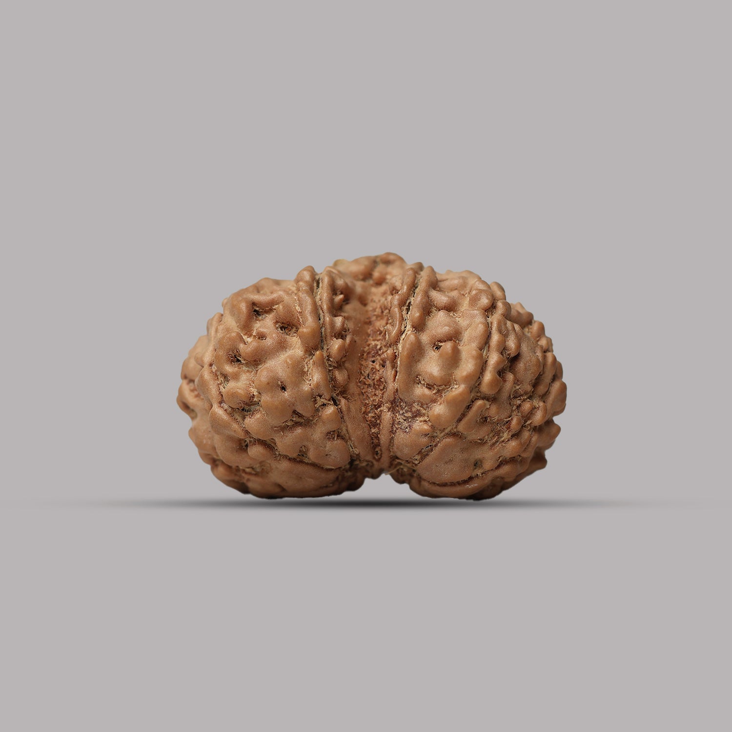 Gauri Shankar Rudraksha