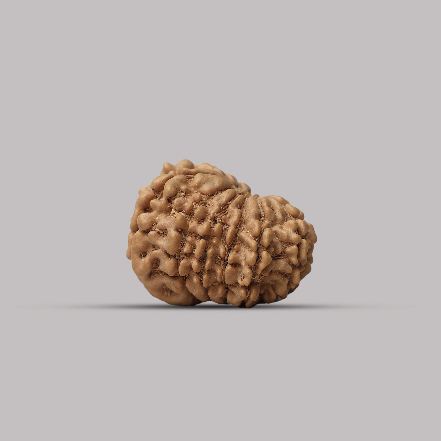 13 Mukhi Rudraksha