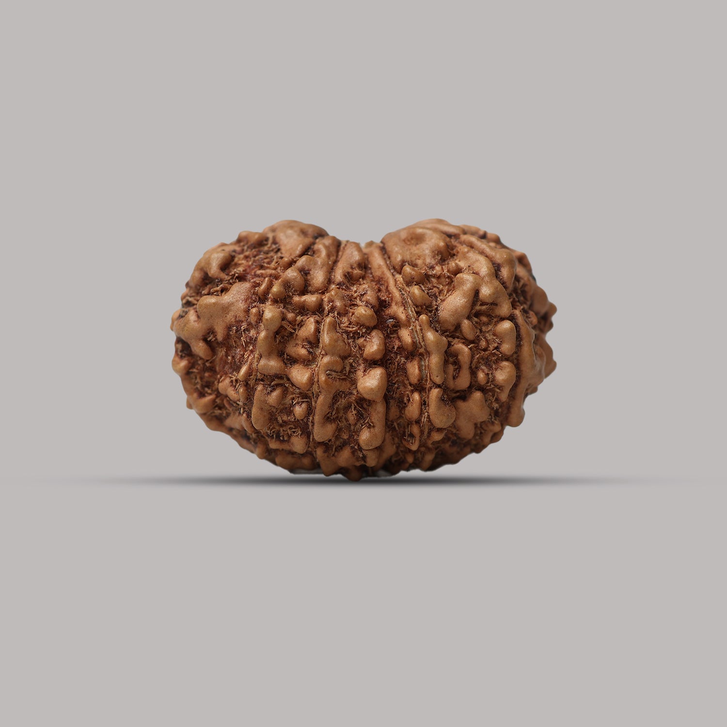 12 Mukhi Rudraksha